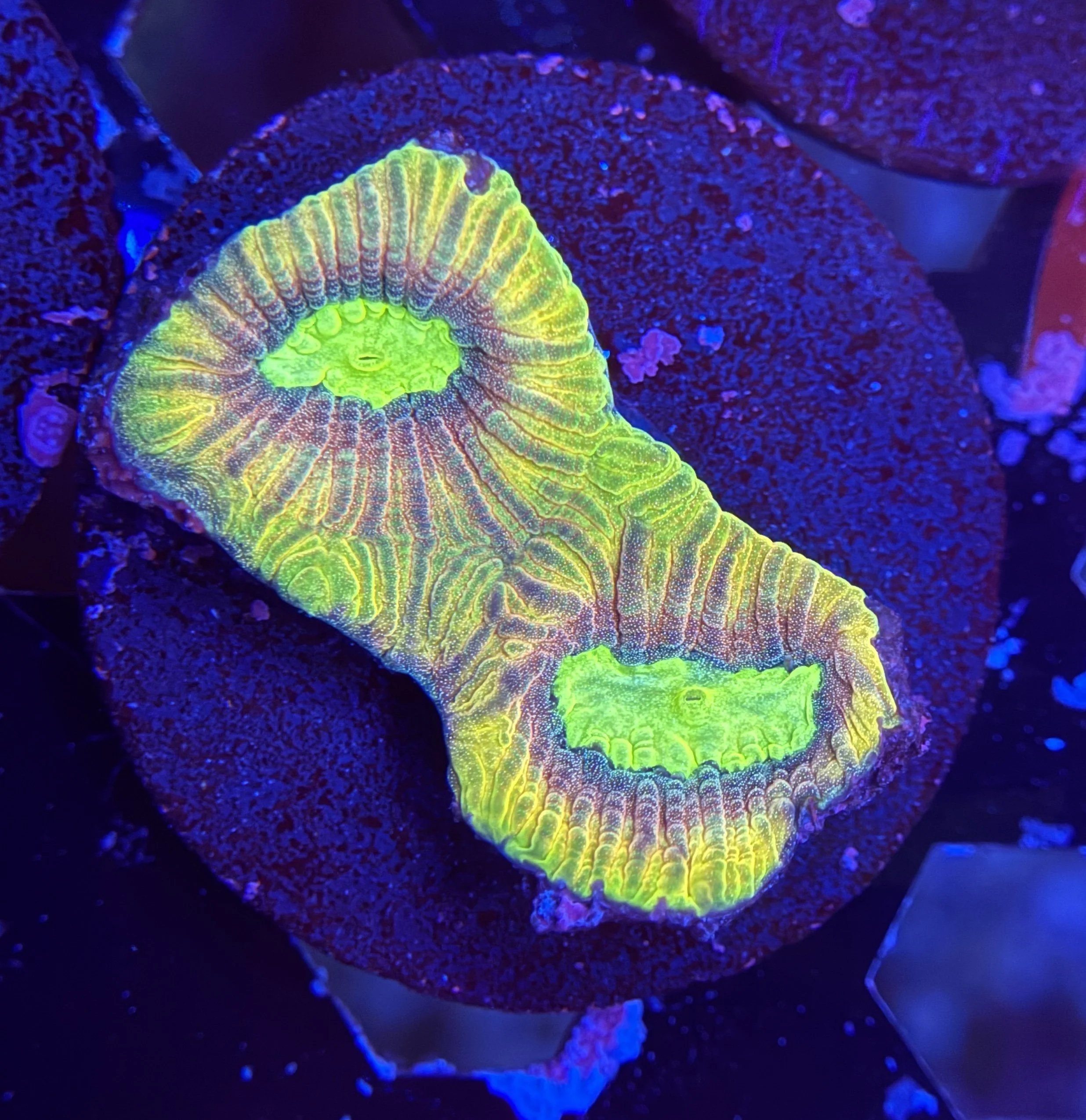 Prism Favia Frag 002