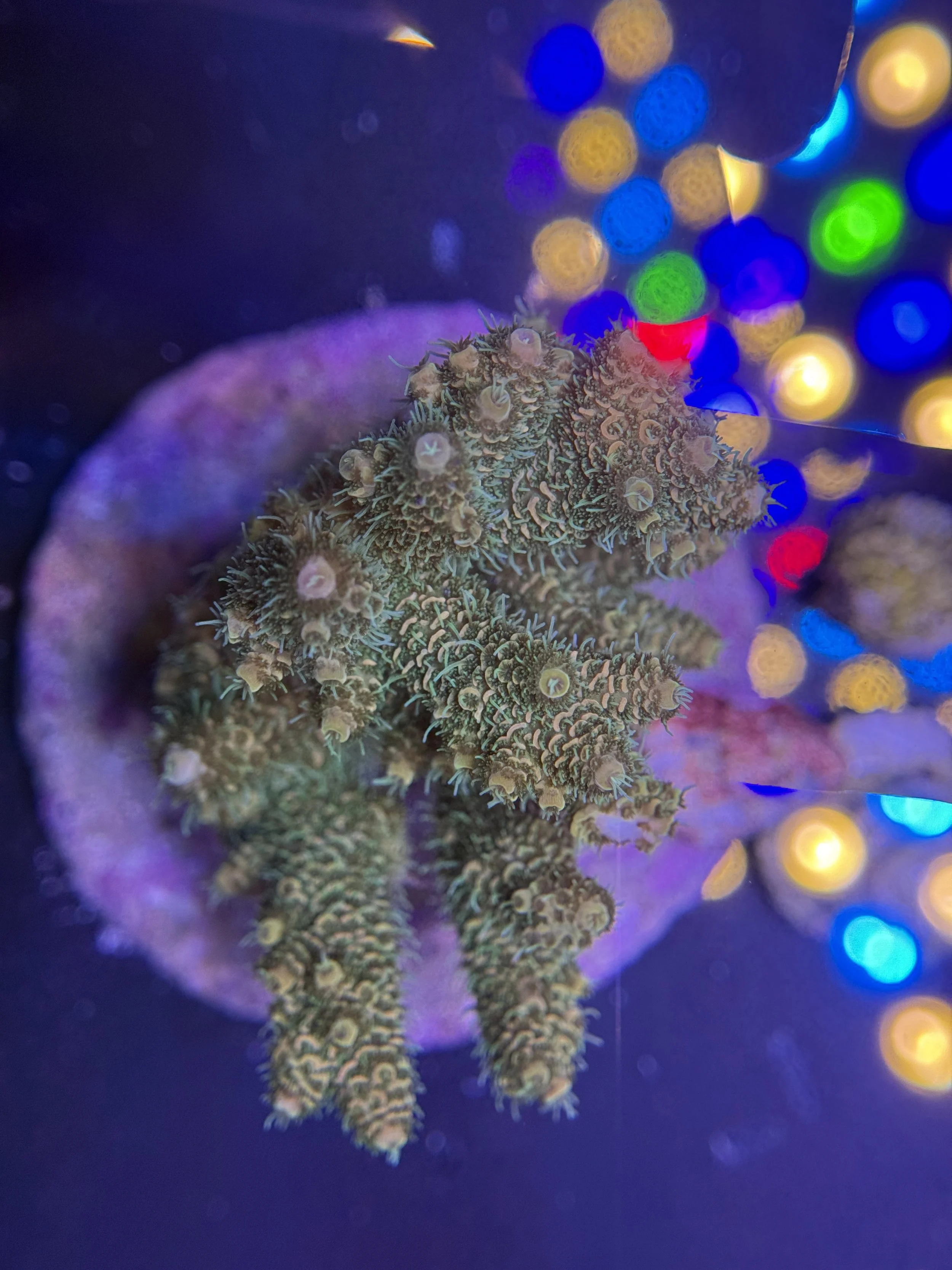 Mint Halo Acropora Cultured