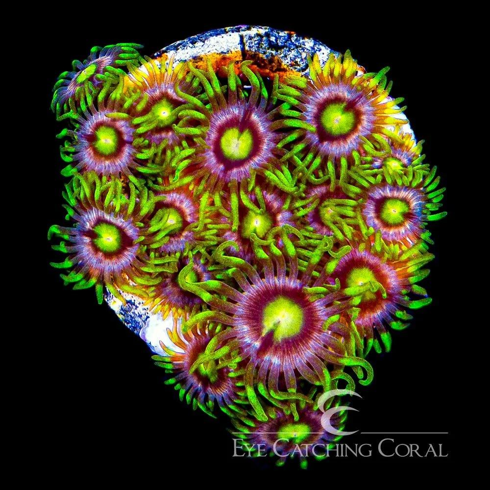 ECC Mister Twister Zoanthid Frag (4+ Polyp Average) — Special Order [AC628]