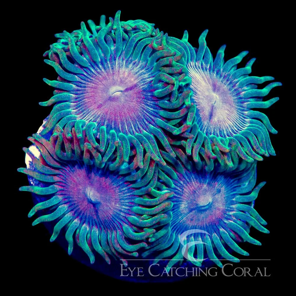 ECC Skid Row Zoanthid Frag (4+ Polyp Average) — Special Order [AC953]