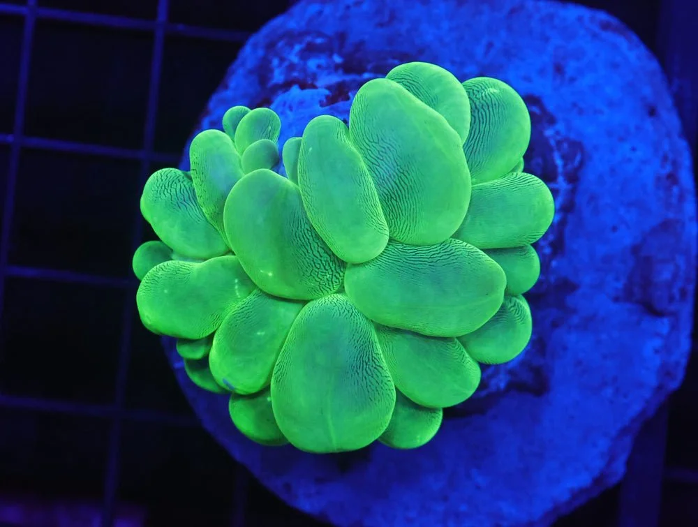B99 -Indo Radioactive Bubble Coral — Special Order [SDC-B99]