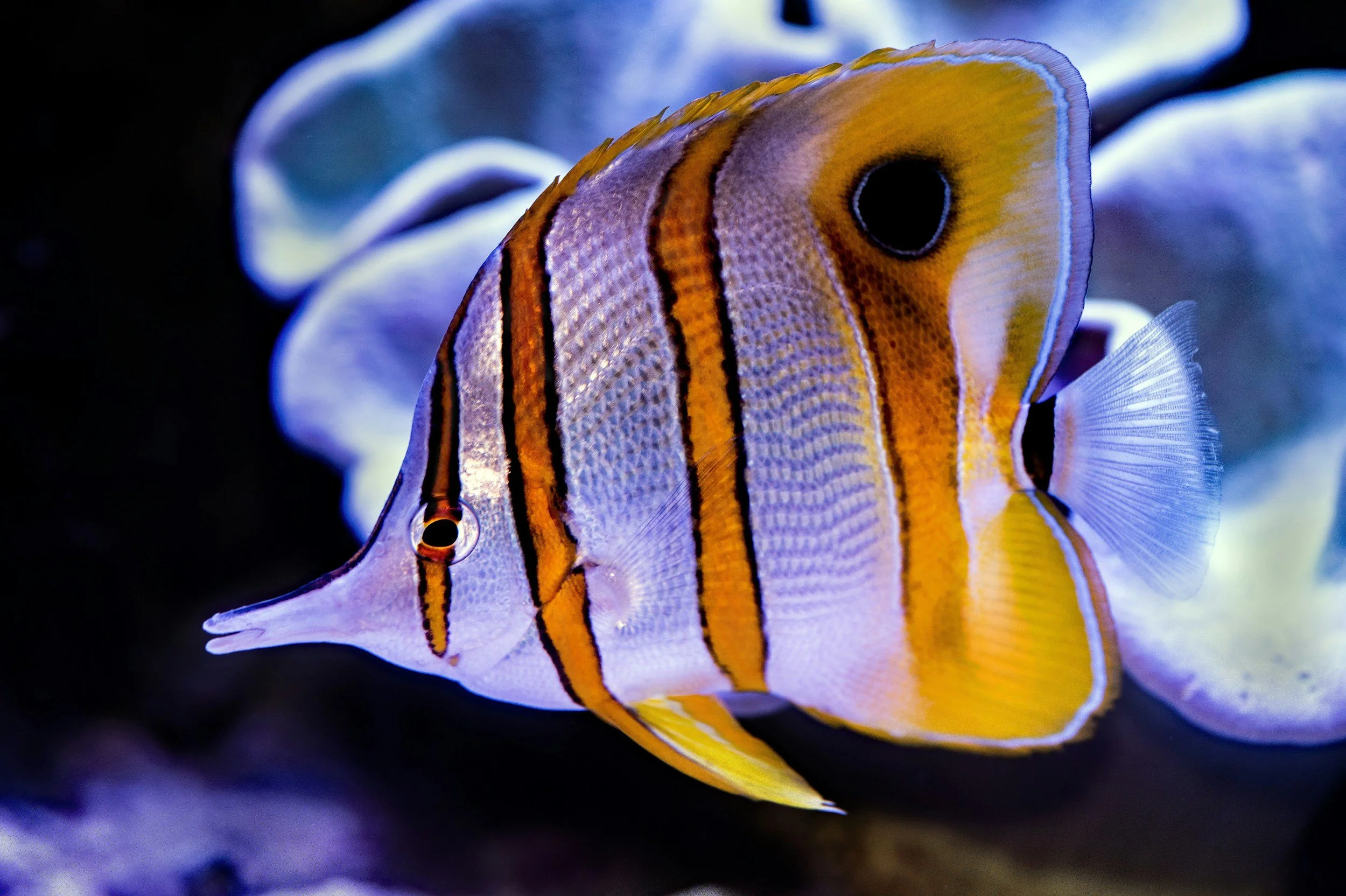Copperband Butterflyfish Care Guide