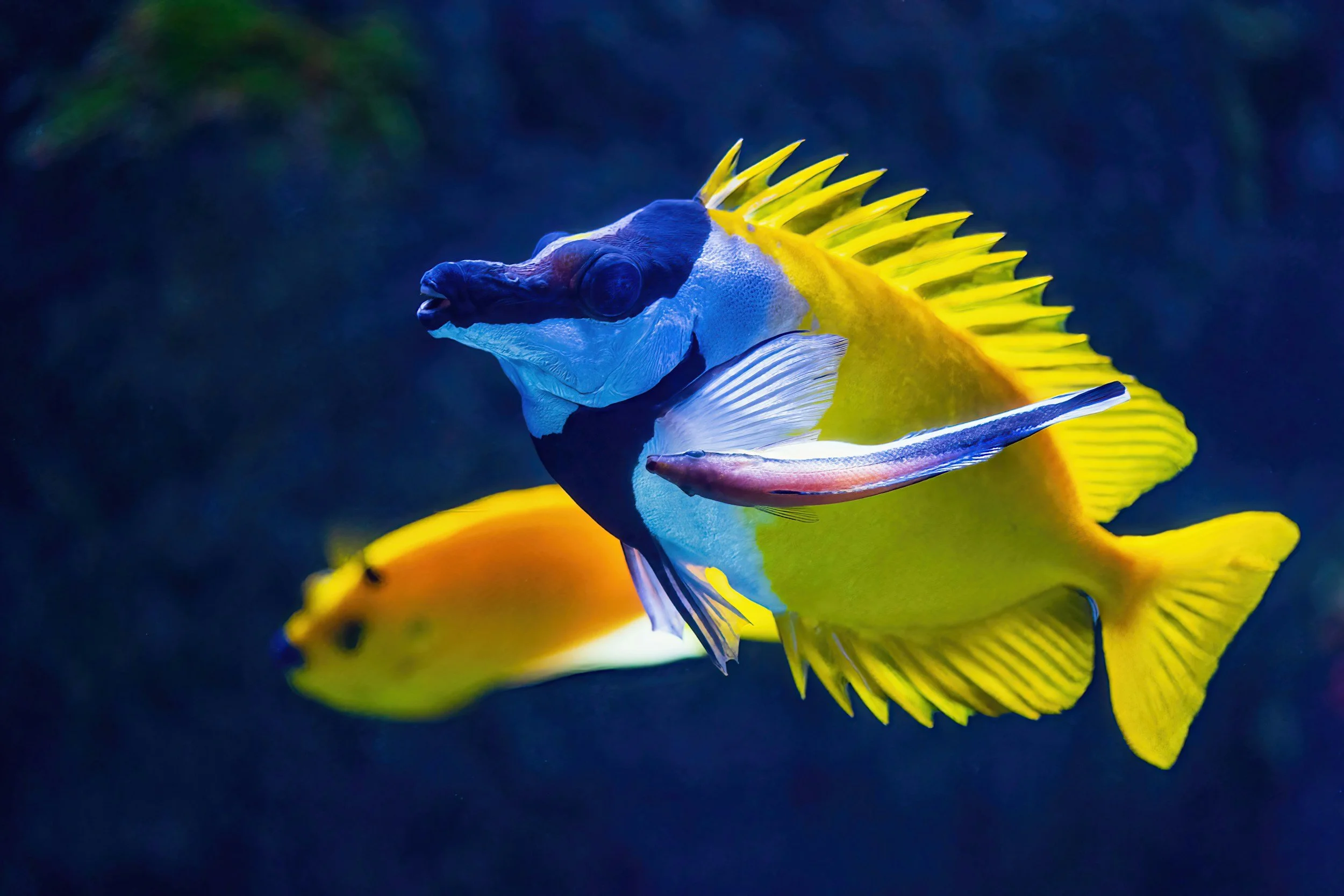 Foxface Rabbitfish: A Bold, Reef-Safe Algae Eater