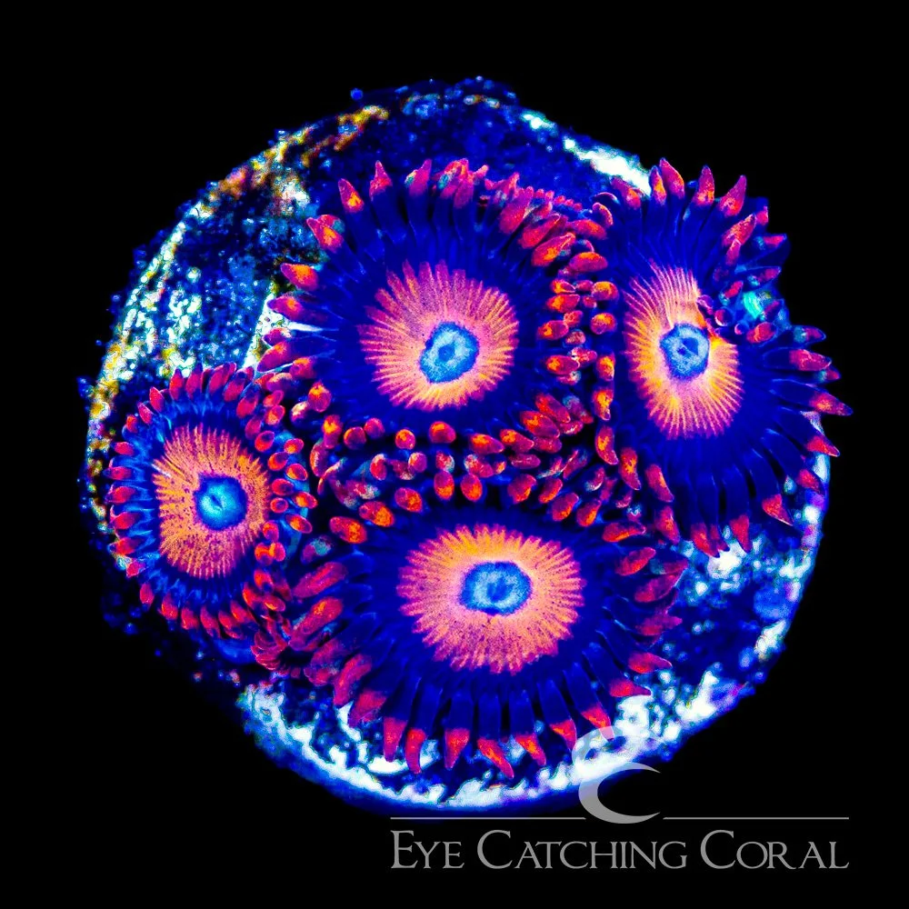 ECC Jet Fuel Zoanthid Frag (4+Polyp Average) — Special Order [AC1195]