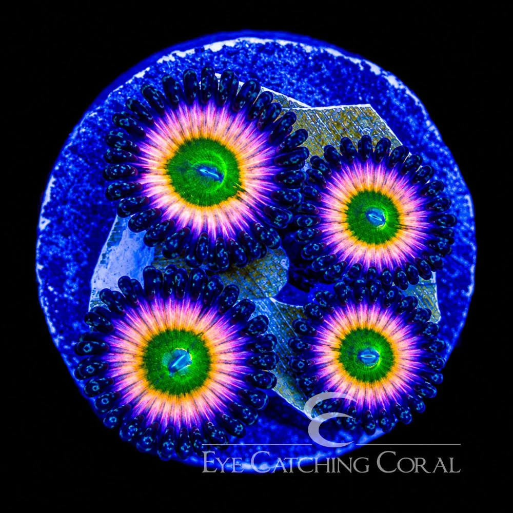 ECC Perennial Dance Zoanthid Frag (2+ Polyp Average) — Special Order [AC1074]