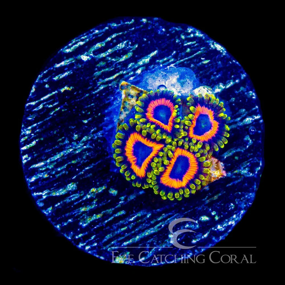 ECC Jungle Juice Zoanthid Frag (4+ Polyp Average) — Special Order [AC150]