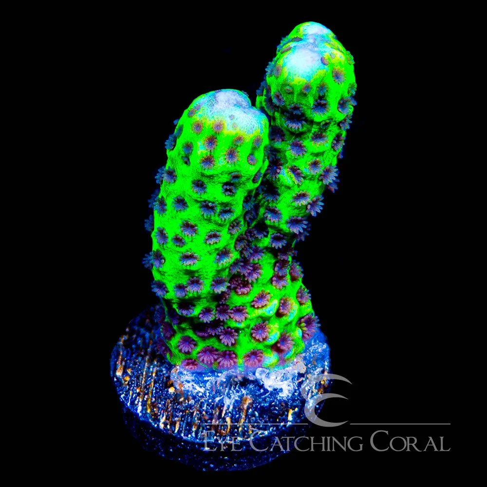 ECC Slime Ball Montipora Spongodes Frag — Special Order [AC1003]