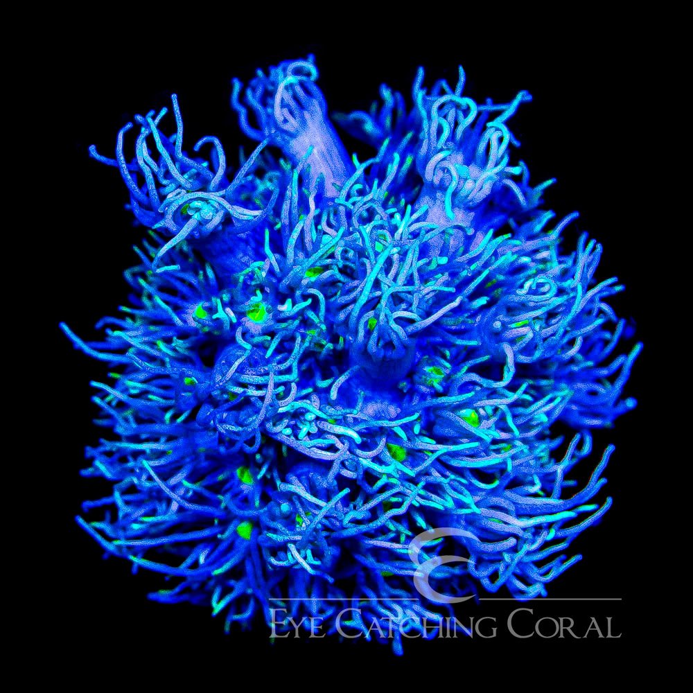 ECC Star Gazer Goniopora Frag — Special Order [AC1095]
