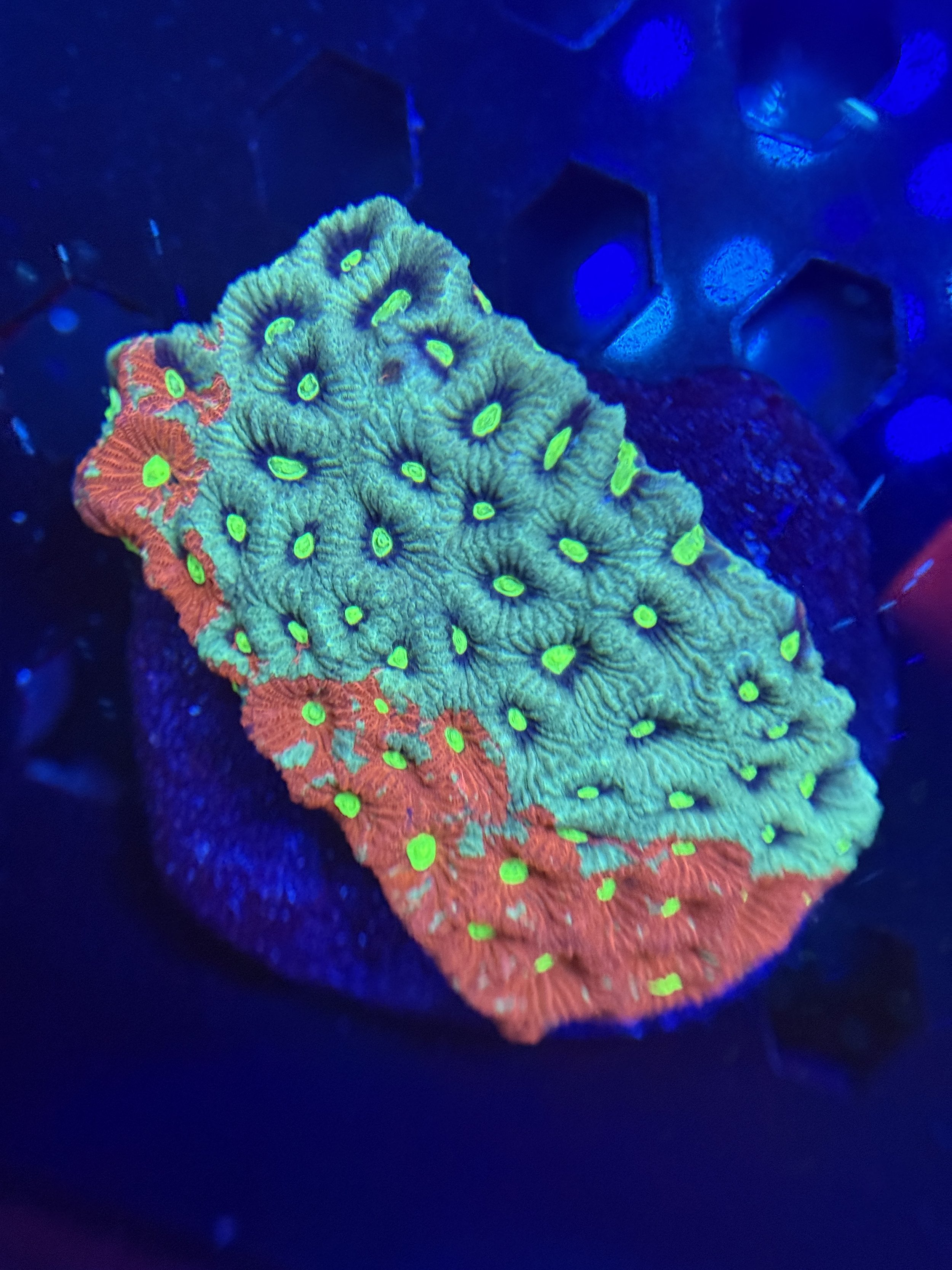 War Coral Colony 001 $60.JPG