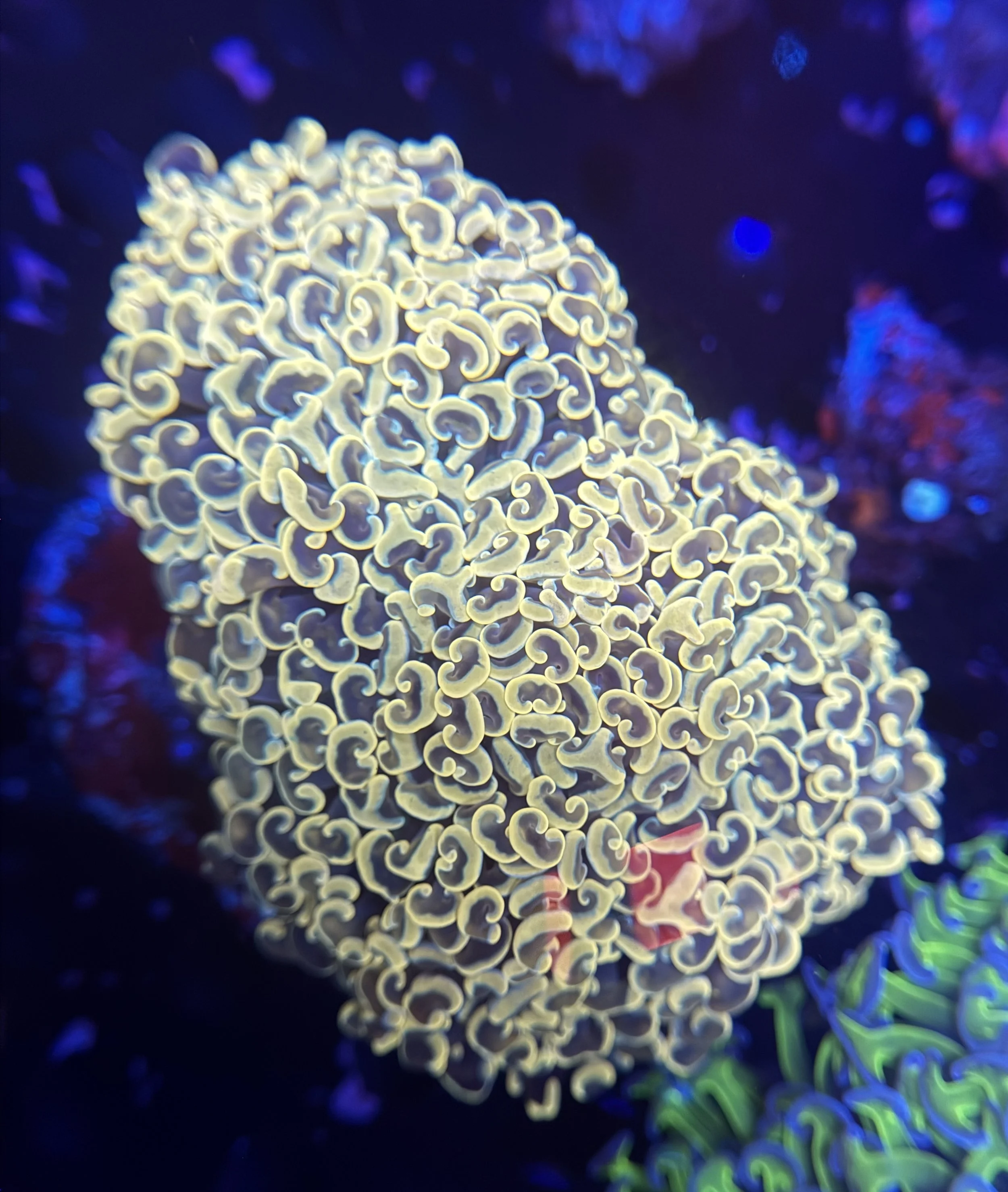 Wall Hammer XL $200.jpg