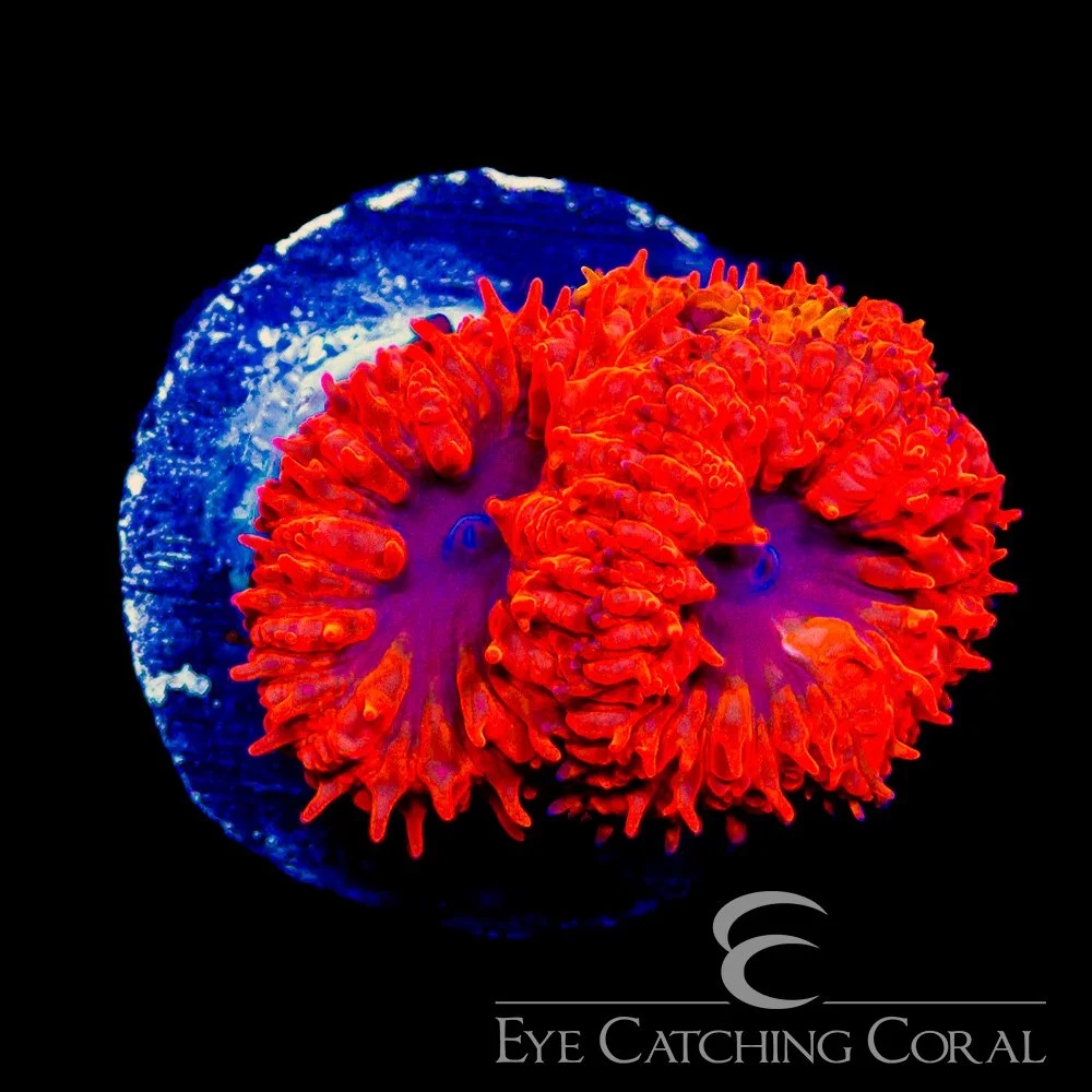 ECC Final Destination Blastomussa Frag — Special Order [AC1073]