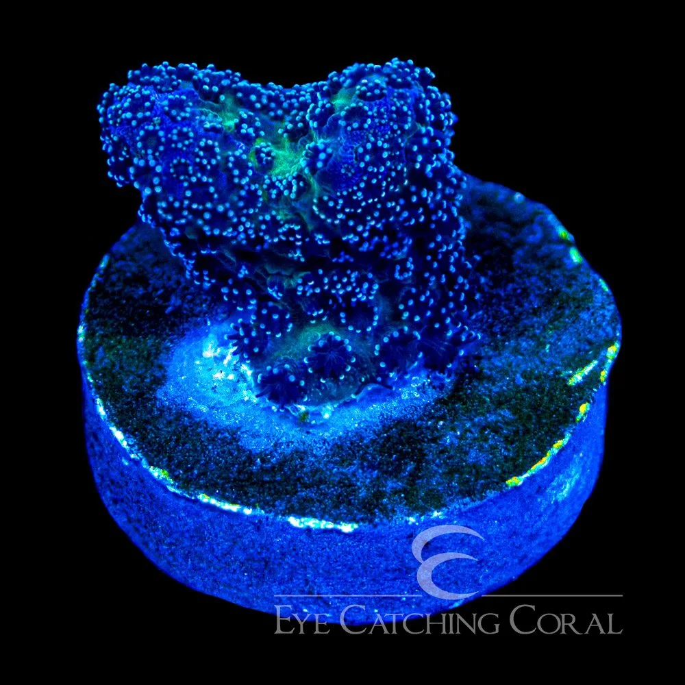 ECC Void Walker Stylophora Frag — Special Order [AC1113]