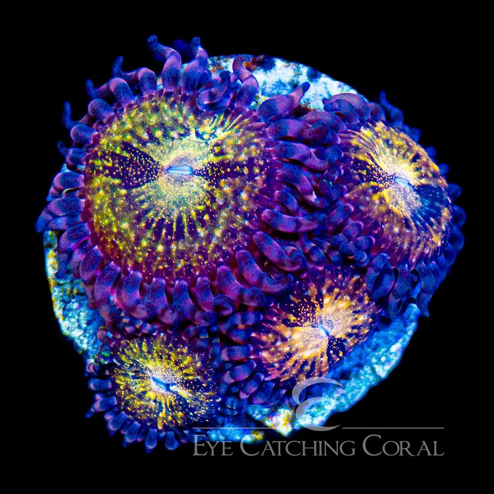 ECC Pandora Zoanthid Frag (4+ Polyp Average) — Special Order [AC945]