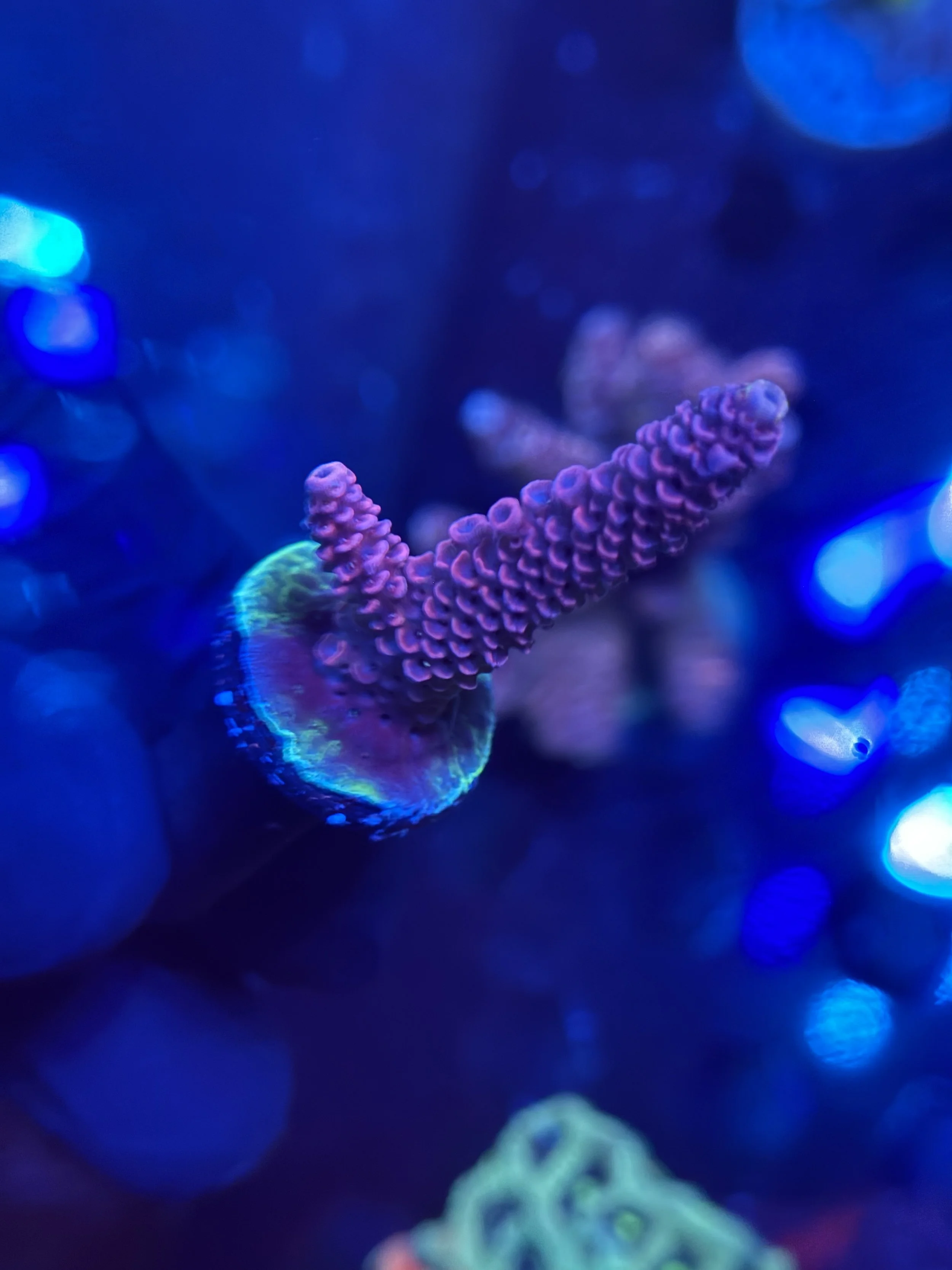 Acropora Frag 002
