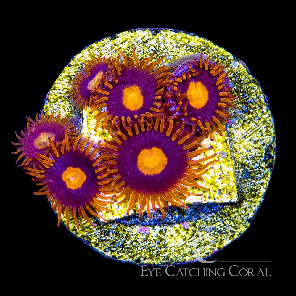 ECC War Birds Zoanthid Frag (4+ Polyp Average) — Special Order [AC474]