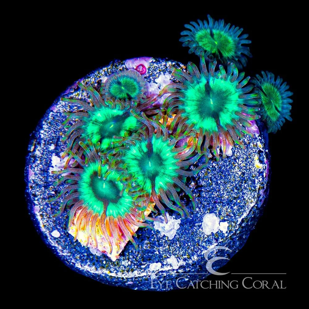 ECC Mean Green Zoanthid Frag (4+ Polyp Average) — Special Order [AC698]