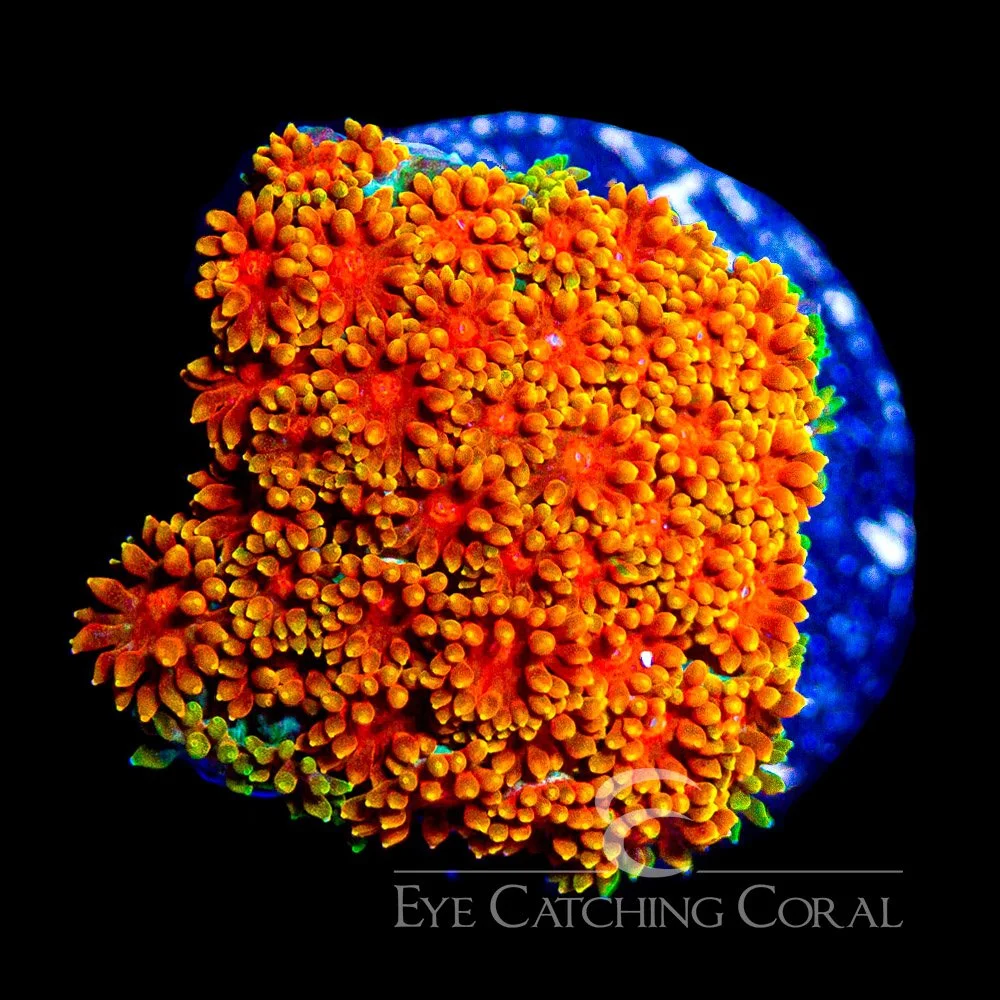ECC Burning Sunset Goniopora Frag — Special Order [AC1056]