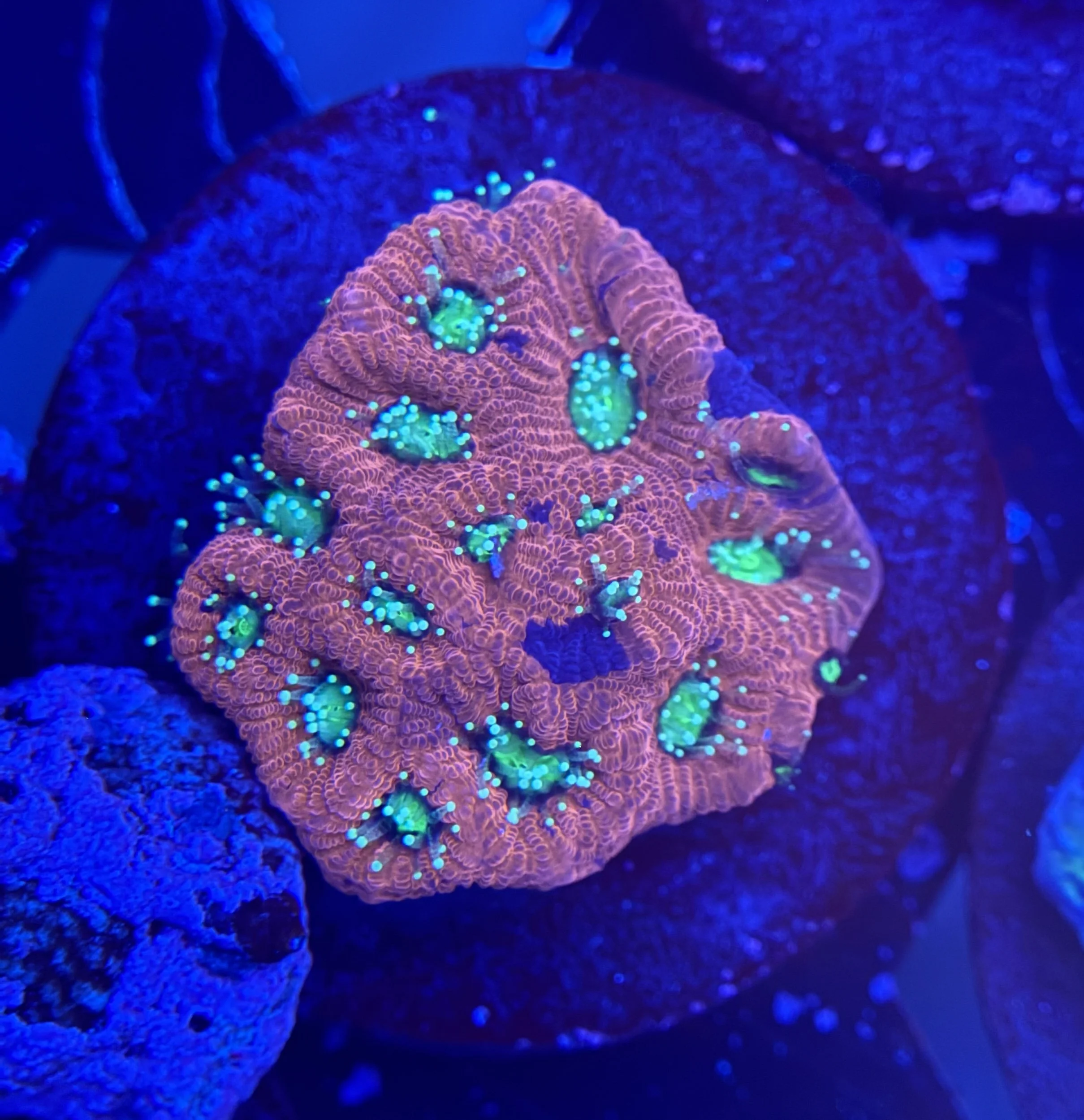 War Coral Frag 003 $30.jpg