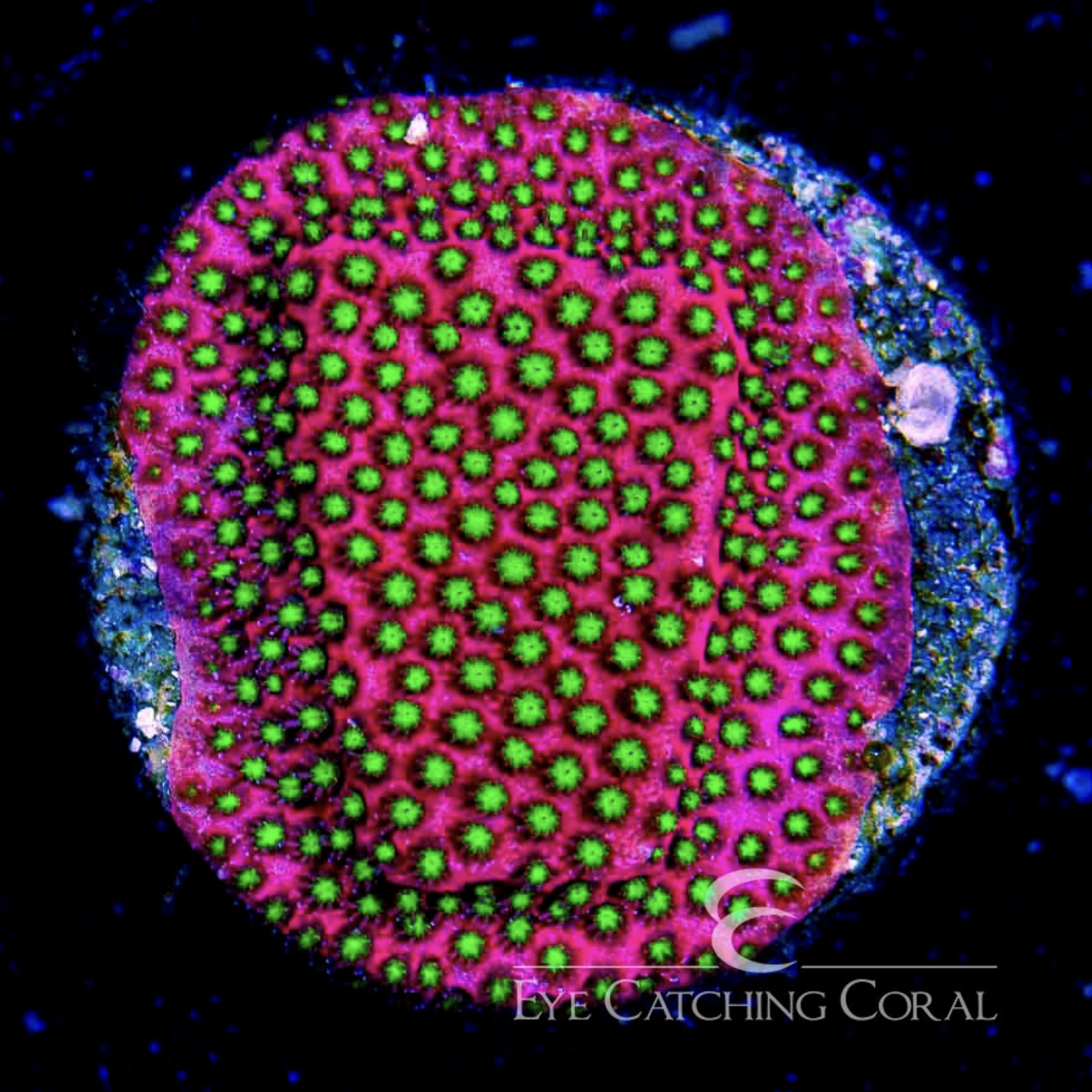 Electric Daisy Stylocoeniella Frag