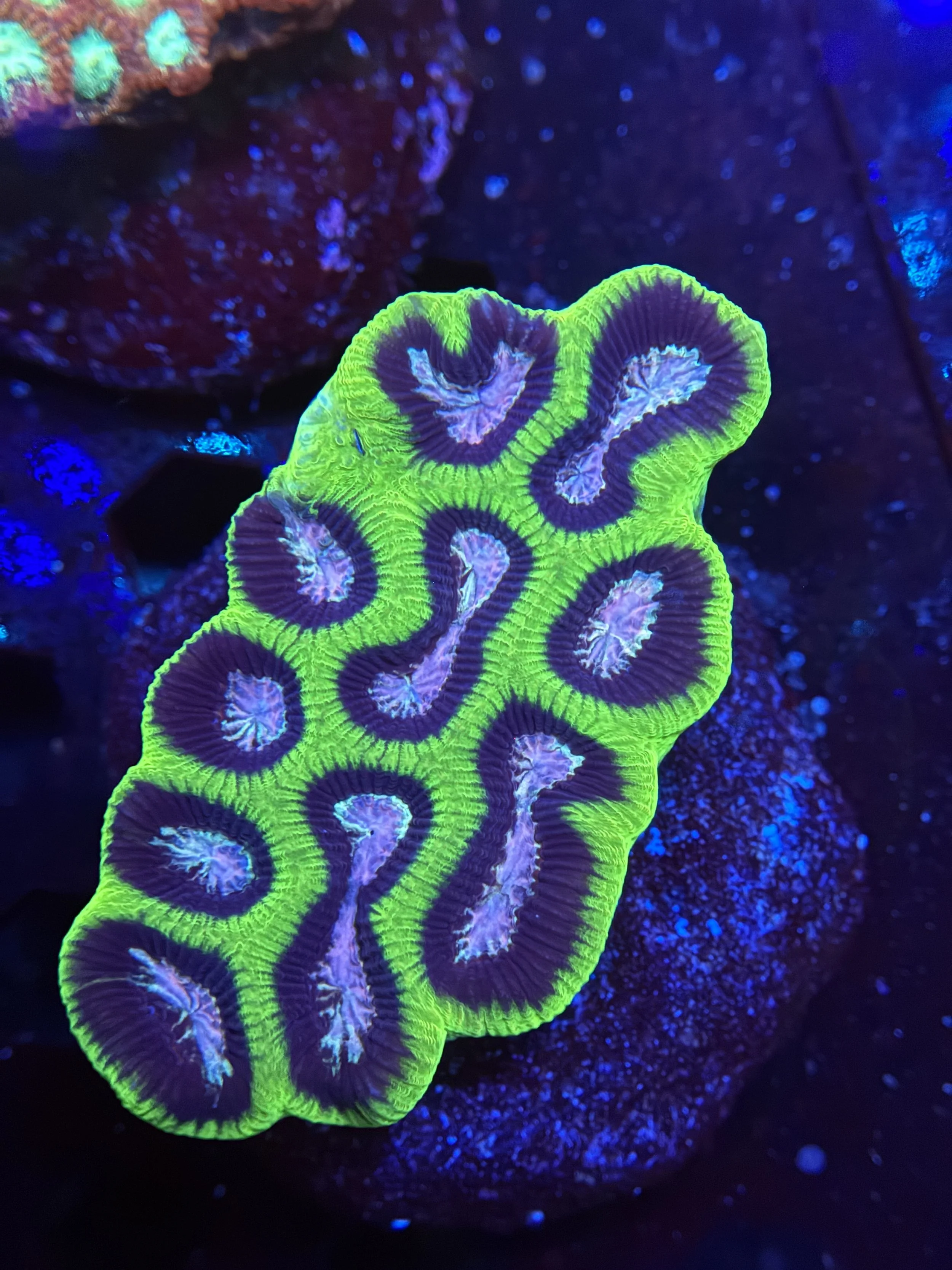 Platygra Colony
