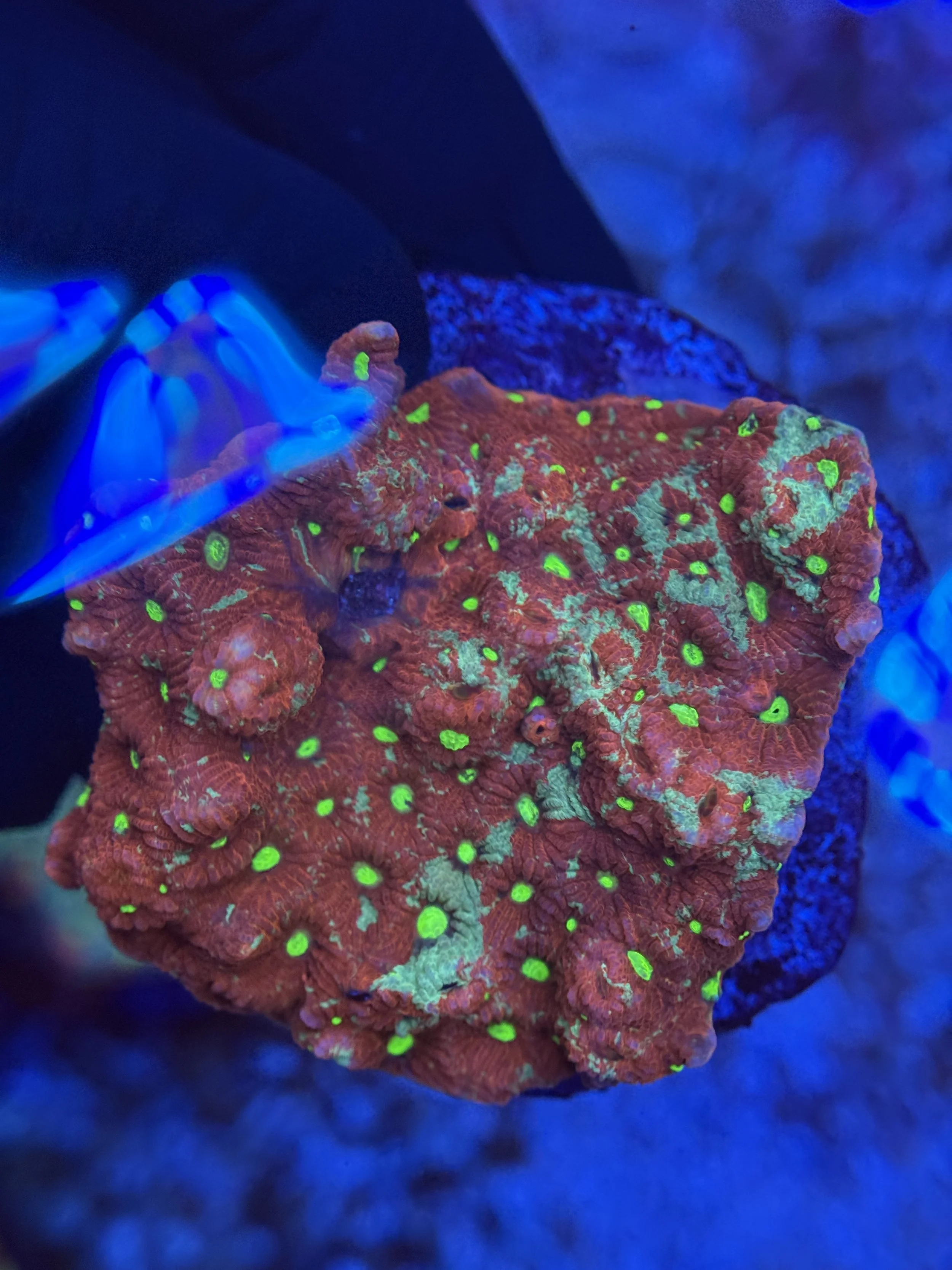War Coral Colony 005 $60.JPG
