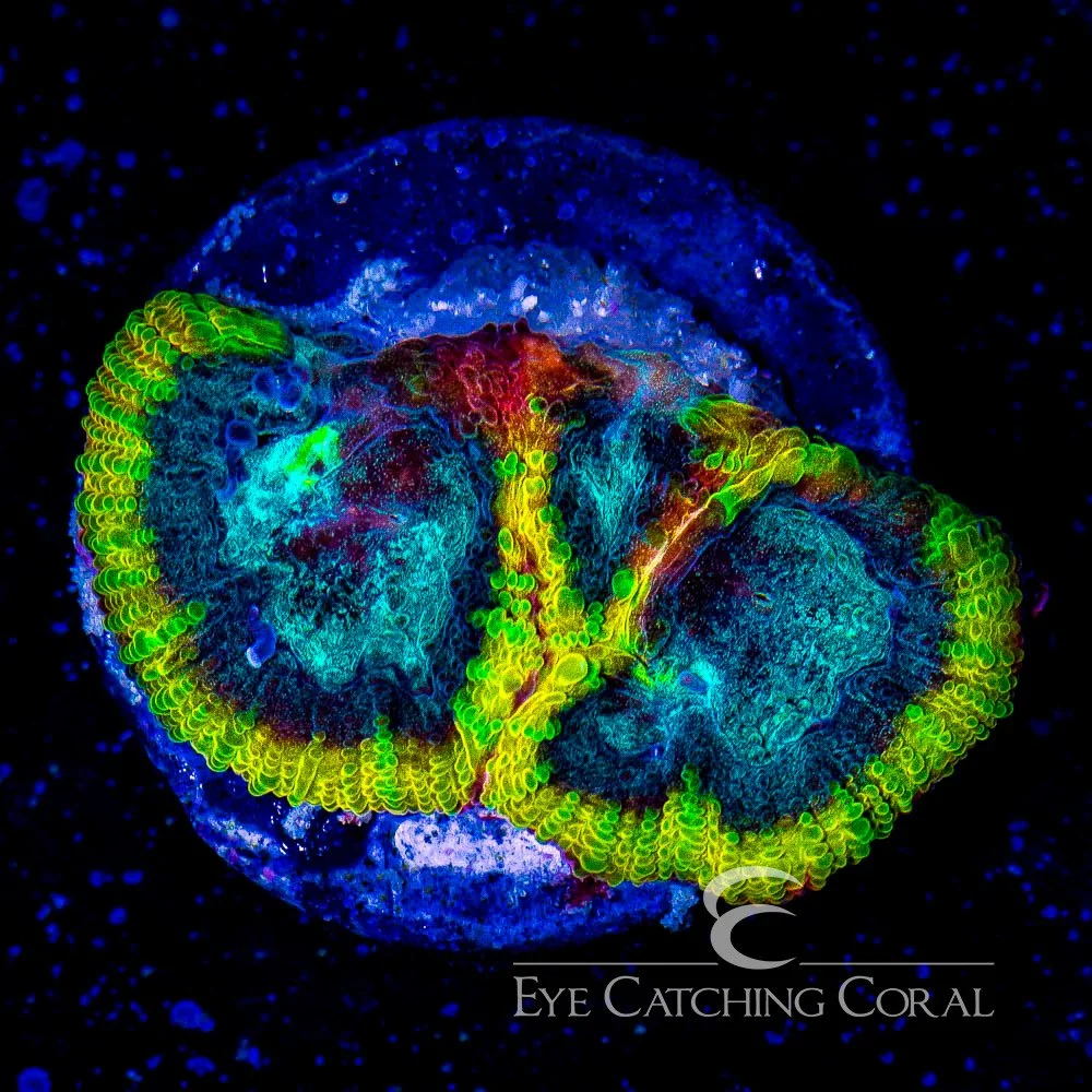 ECC Yellow Submarine Favia Frag — Special Order [AC251]