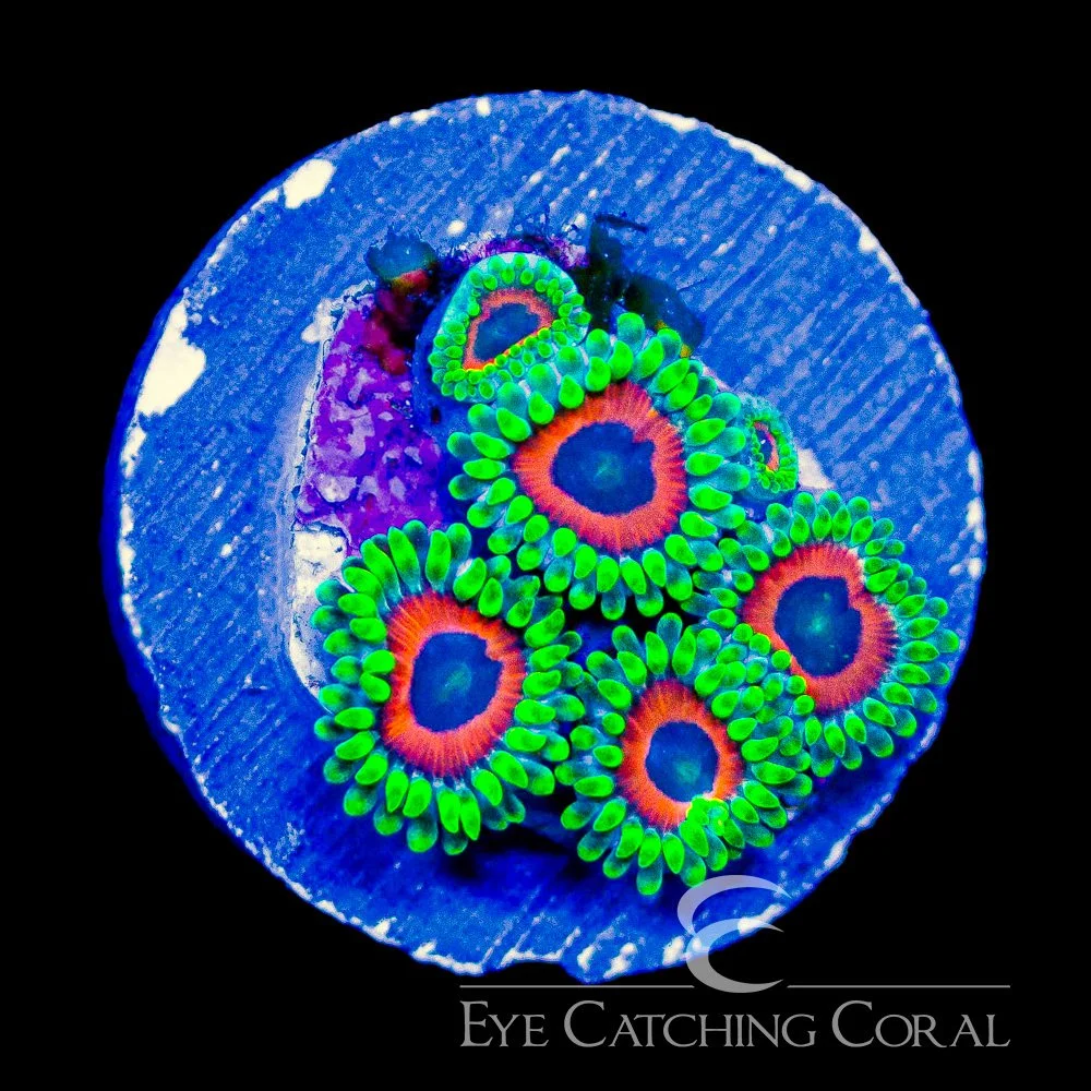 ECC Wammin Watermelon Zoanthid Frag (4+Polyp Average) — Special Order [AC1164]