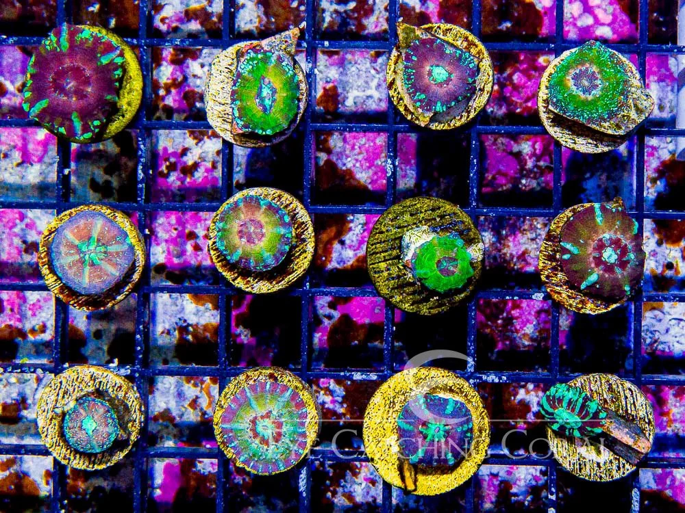Assorted Scolymia - Captive Spawned — Special Order [F1CSASF]
