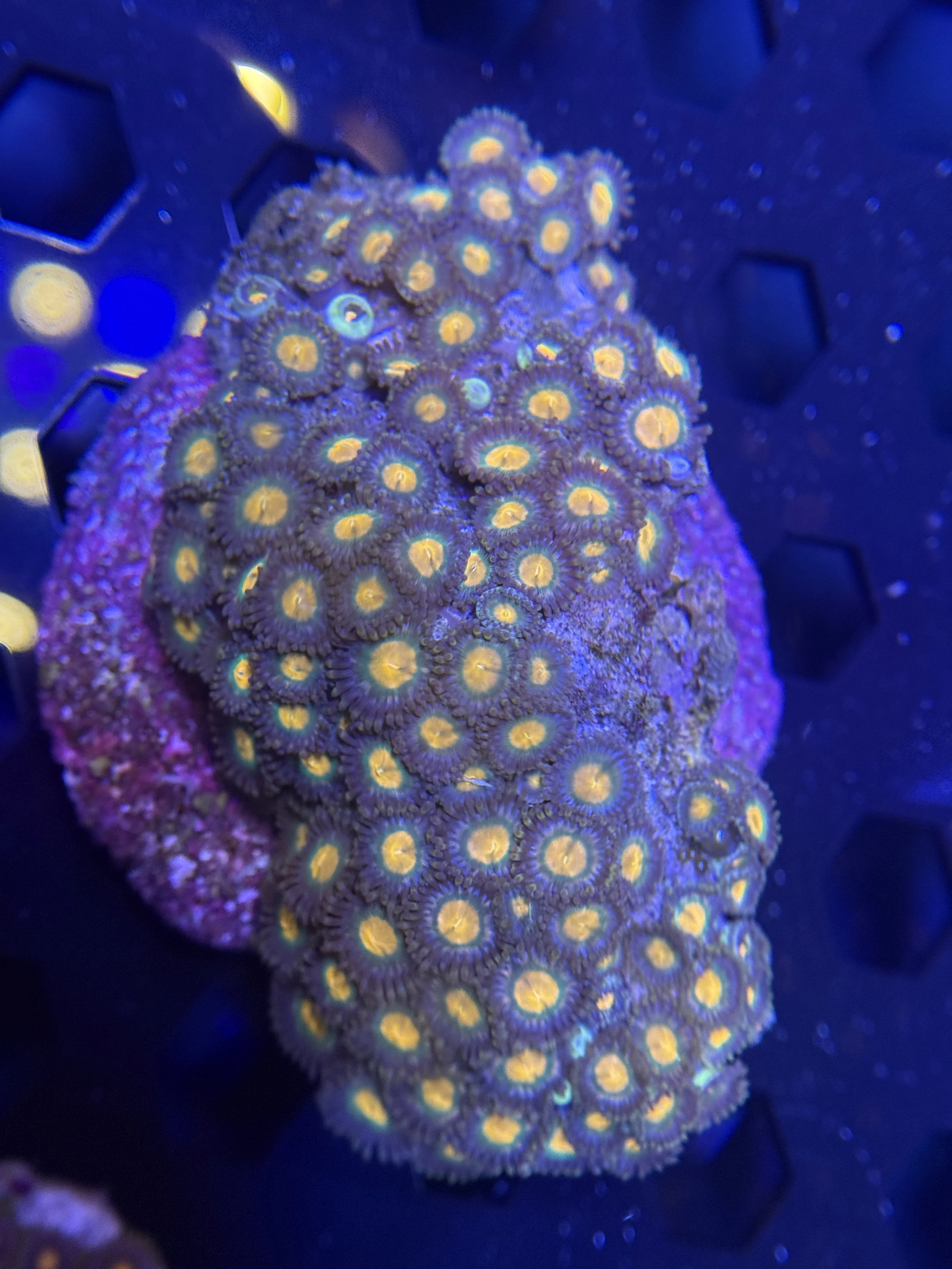 Mix Zoa Rock Colony