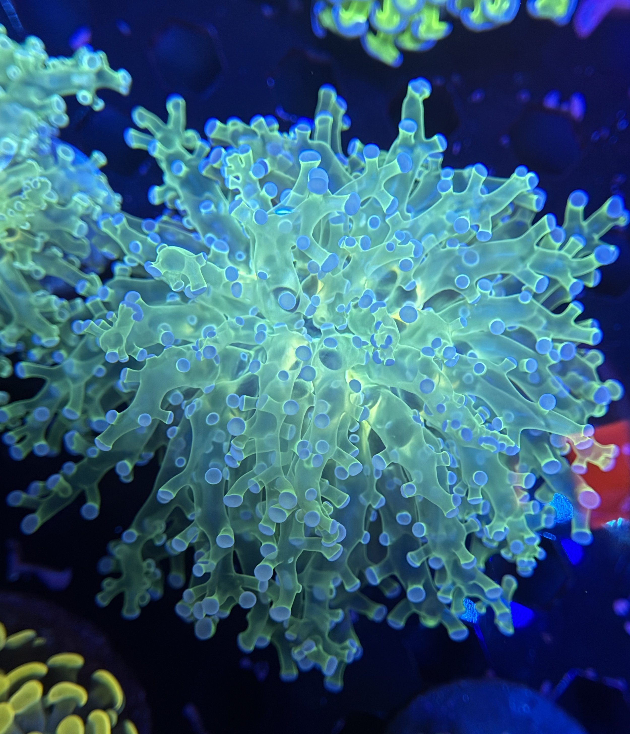 Green Frogspawn 002 $50.jpg