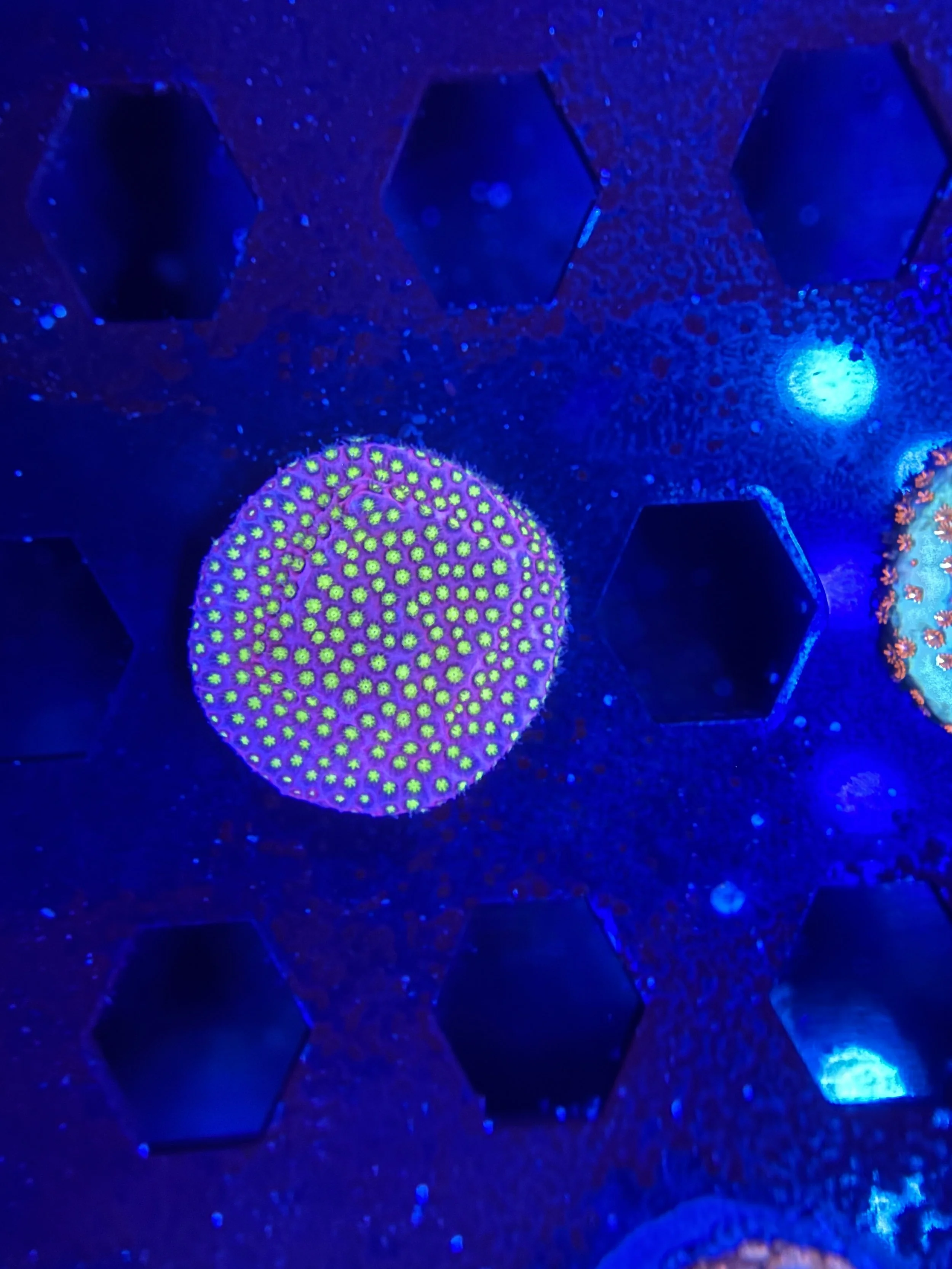 WWC Electric Daisy Stylocoeniella Frag