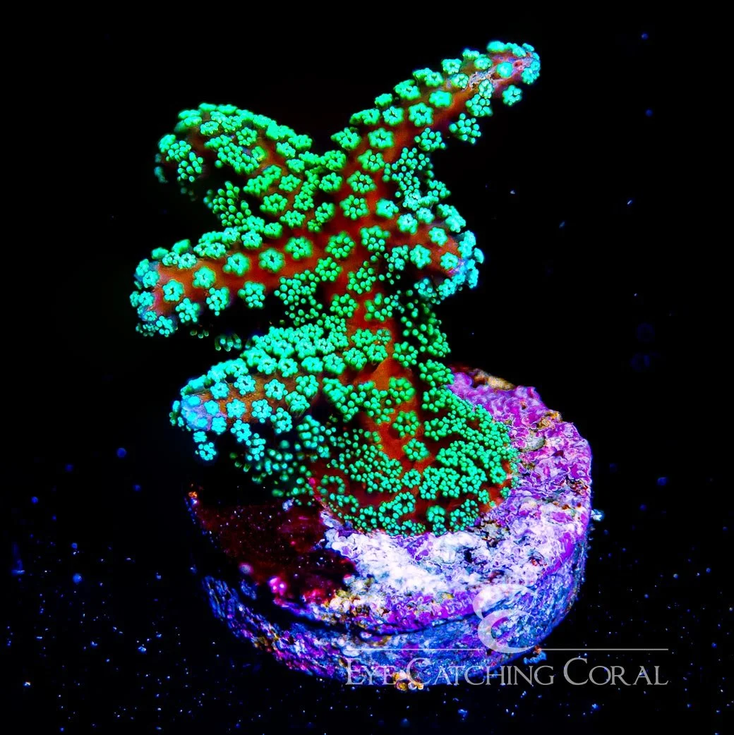 ECC Green Birdsnest Frag — Special Order [AC322]