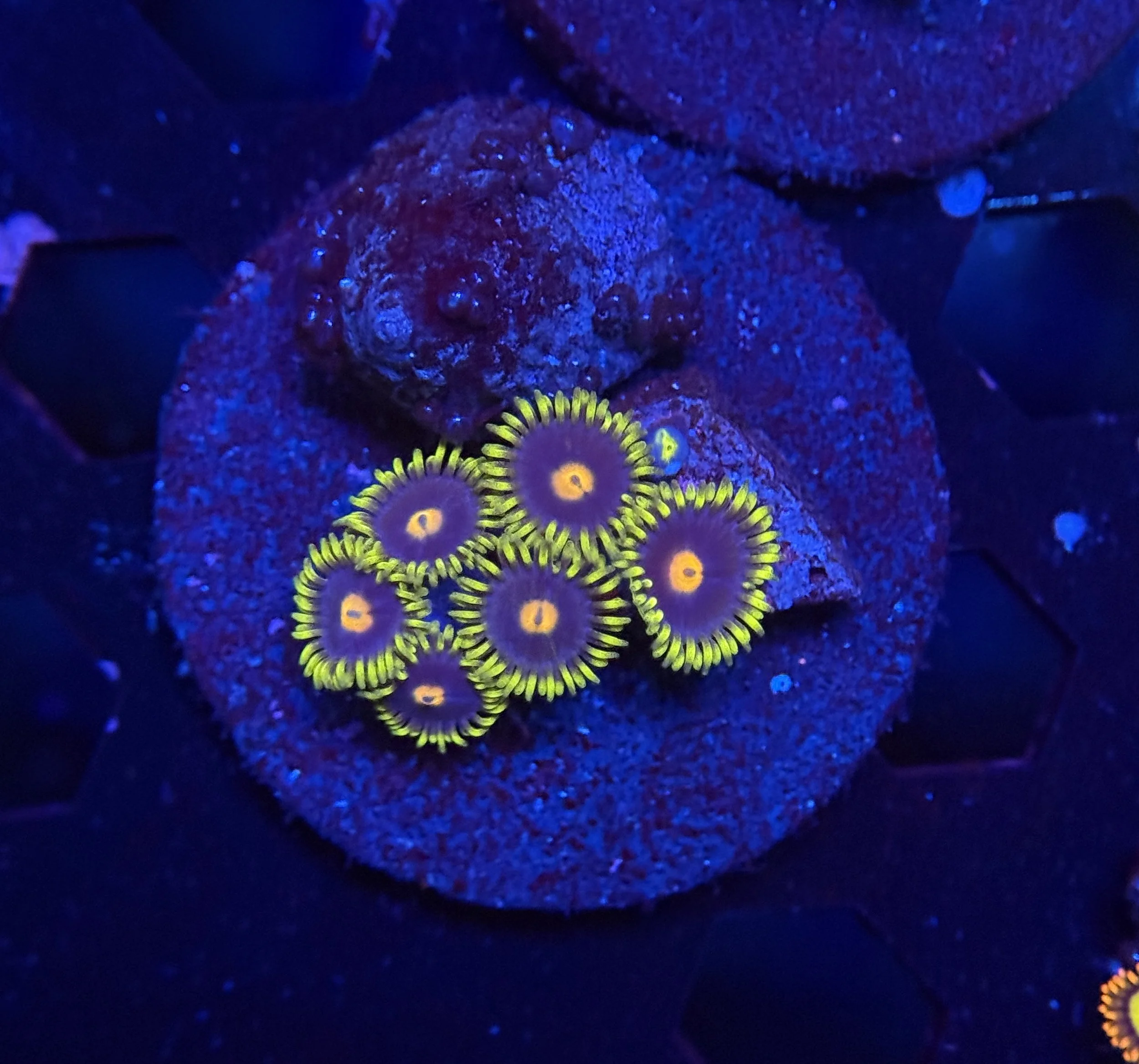 Assorted Zoa Fra 016