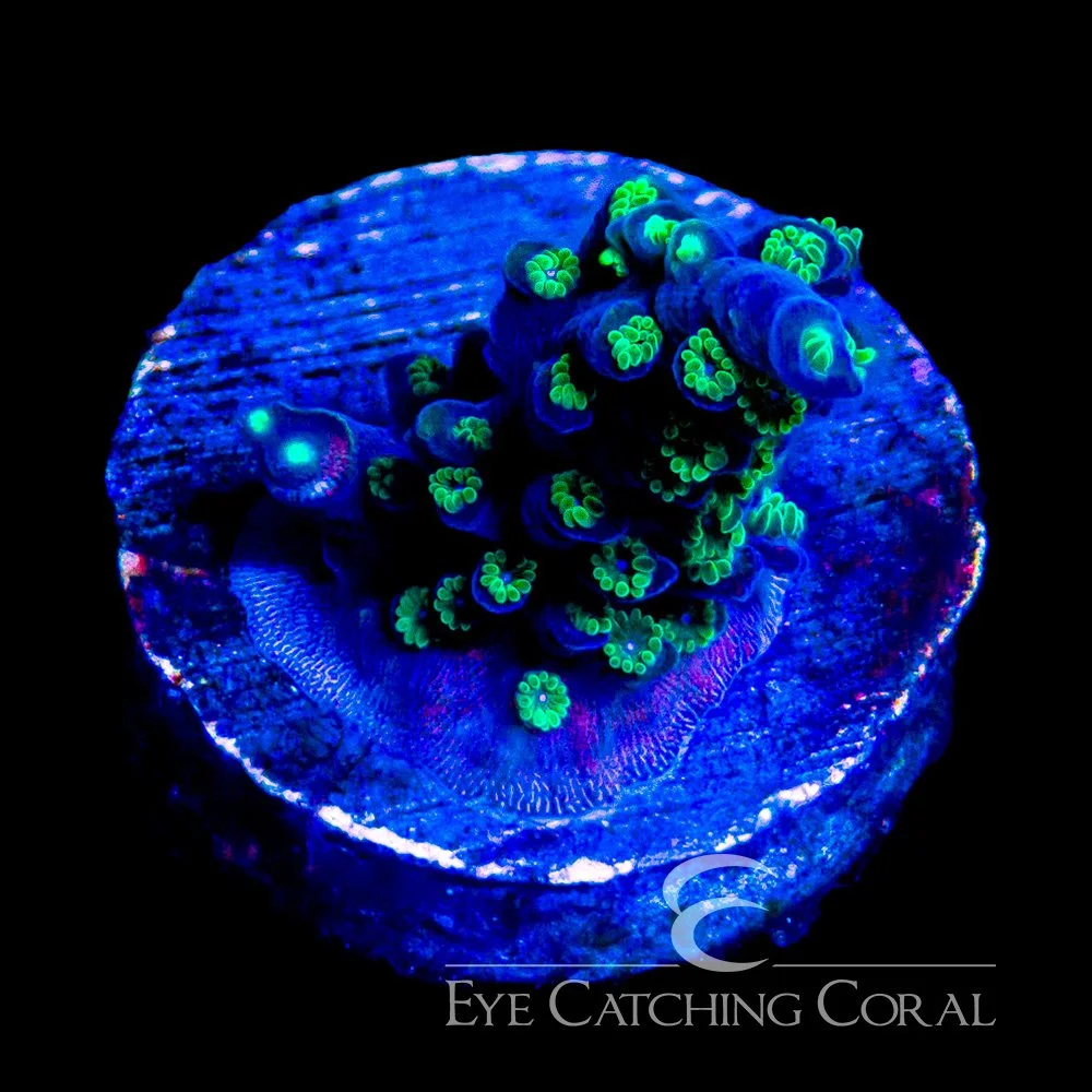 ECC Dark Knight Acropora Frag — Special Order [AC1147]