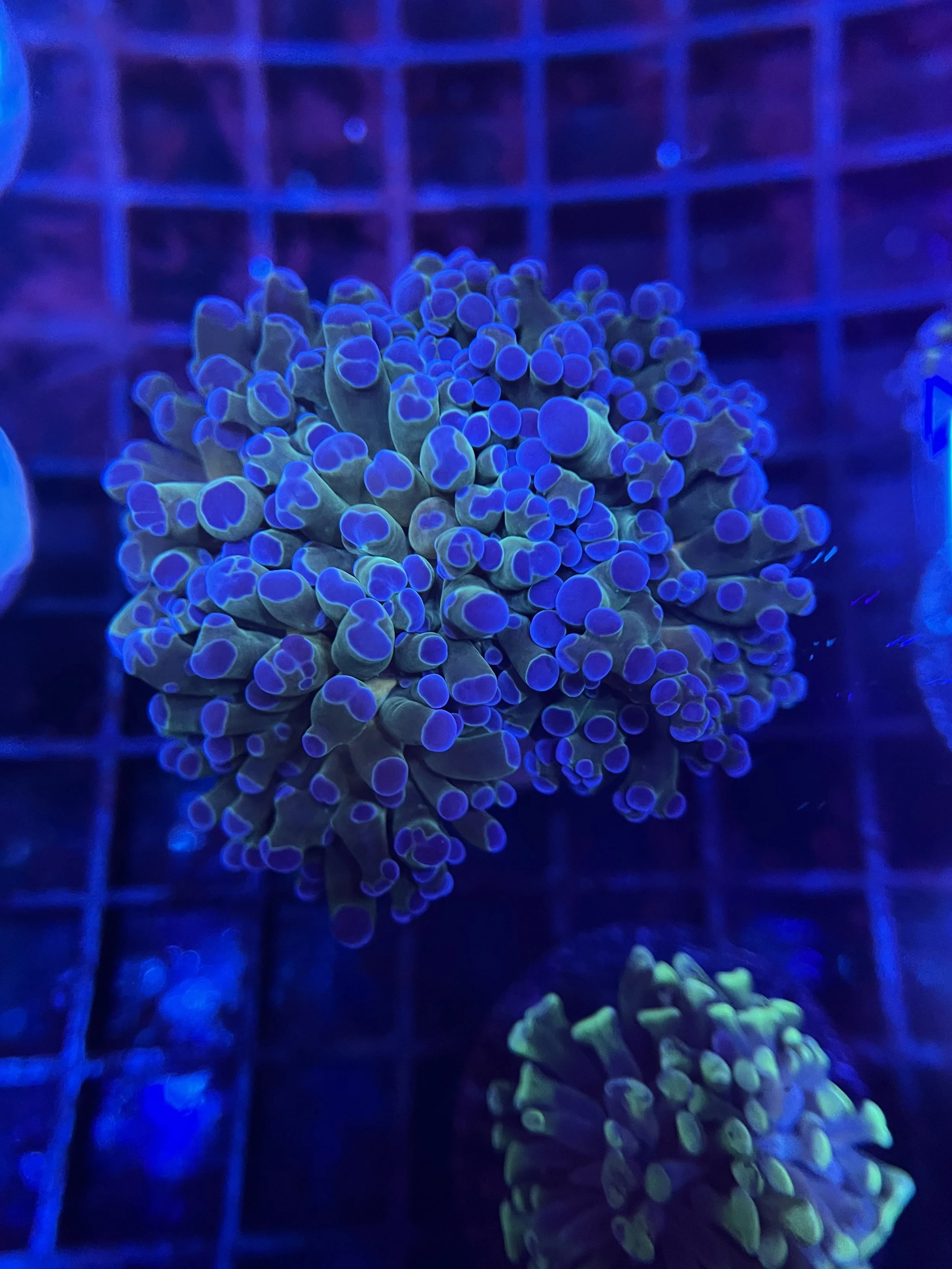 Purple Tip Frogspawn