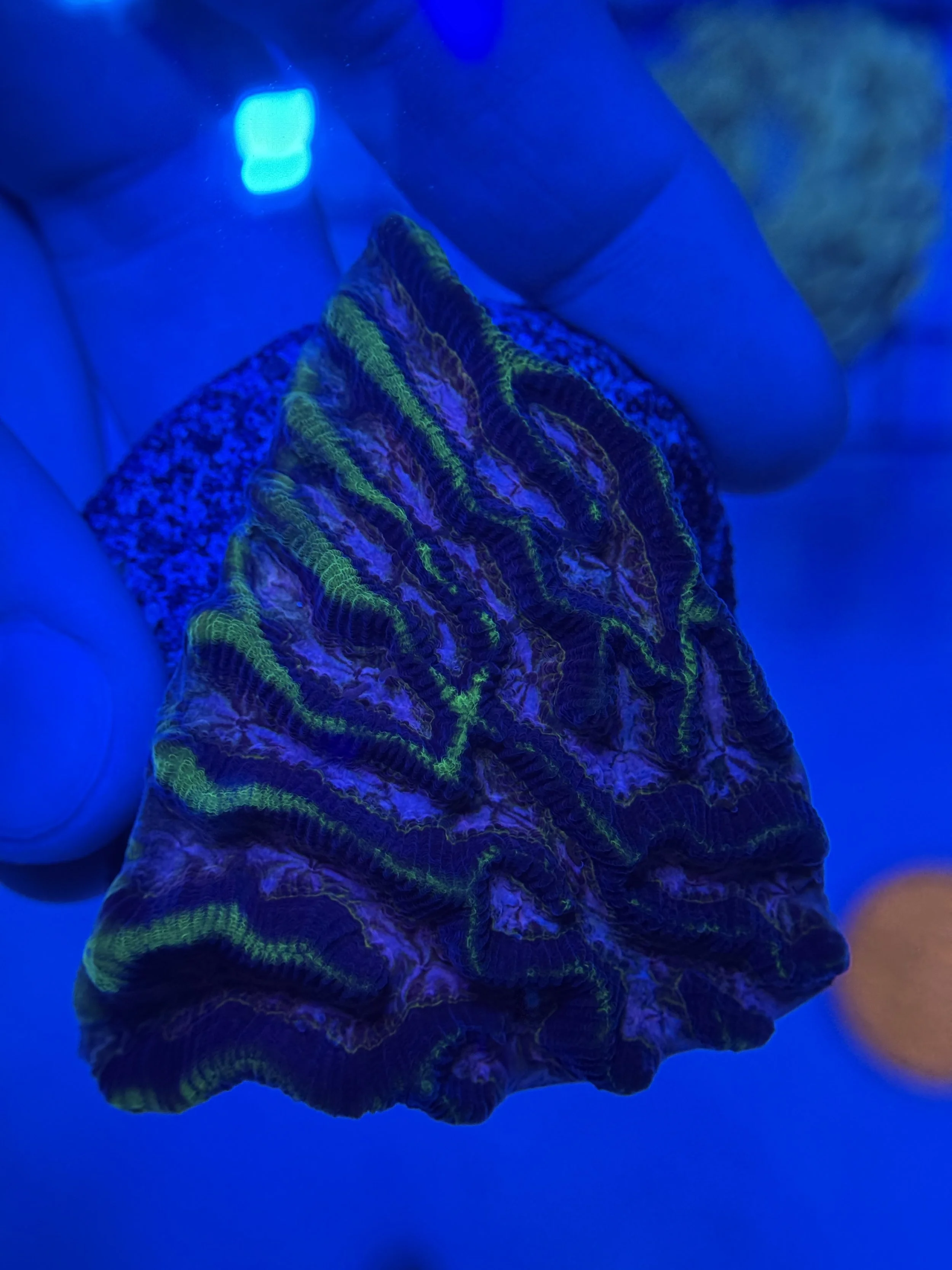 Toxic Platygyra Mini Colony