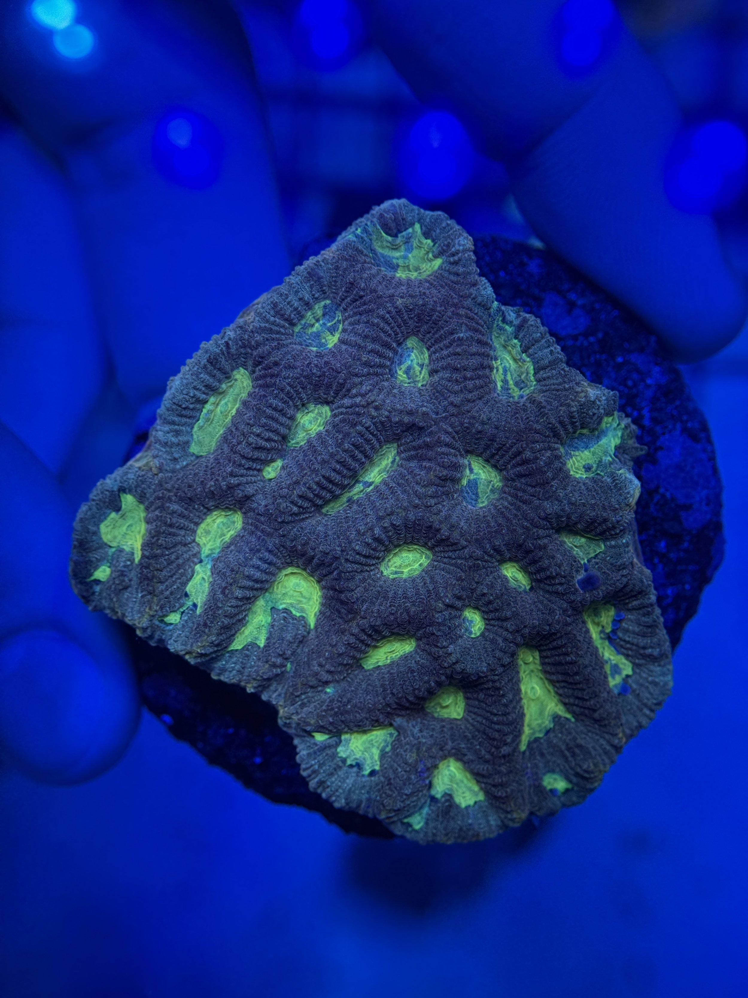 Green Favia Mini Colony