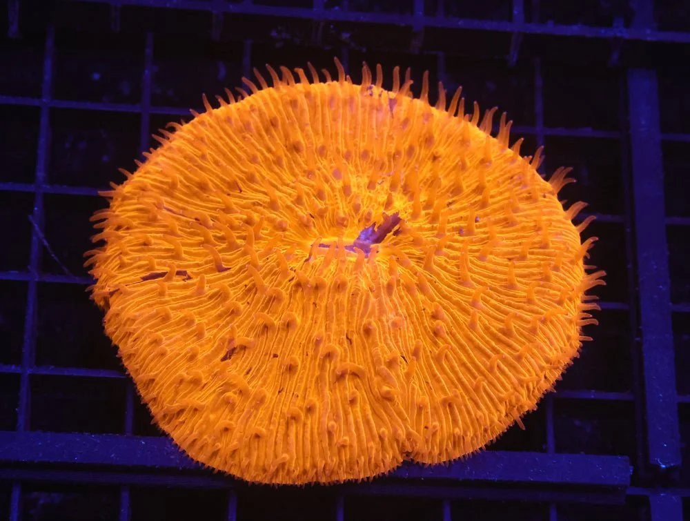 B22 -Indo Bright Orange Fungia — Special Order [SDC-B22]