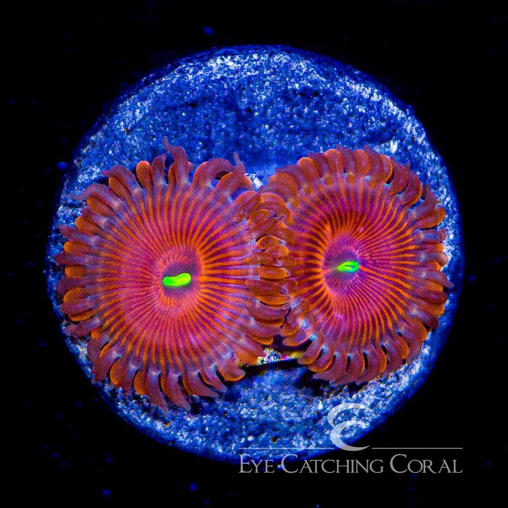ECC Red People Eater Zoanthid Frag (4+ Polyp Average) — Special Order [AC368]