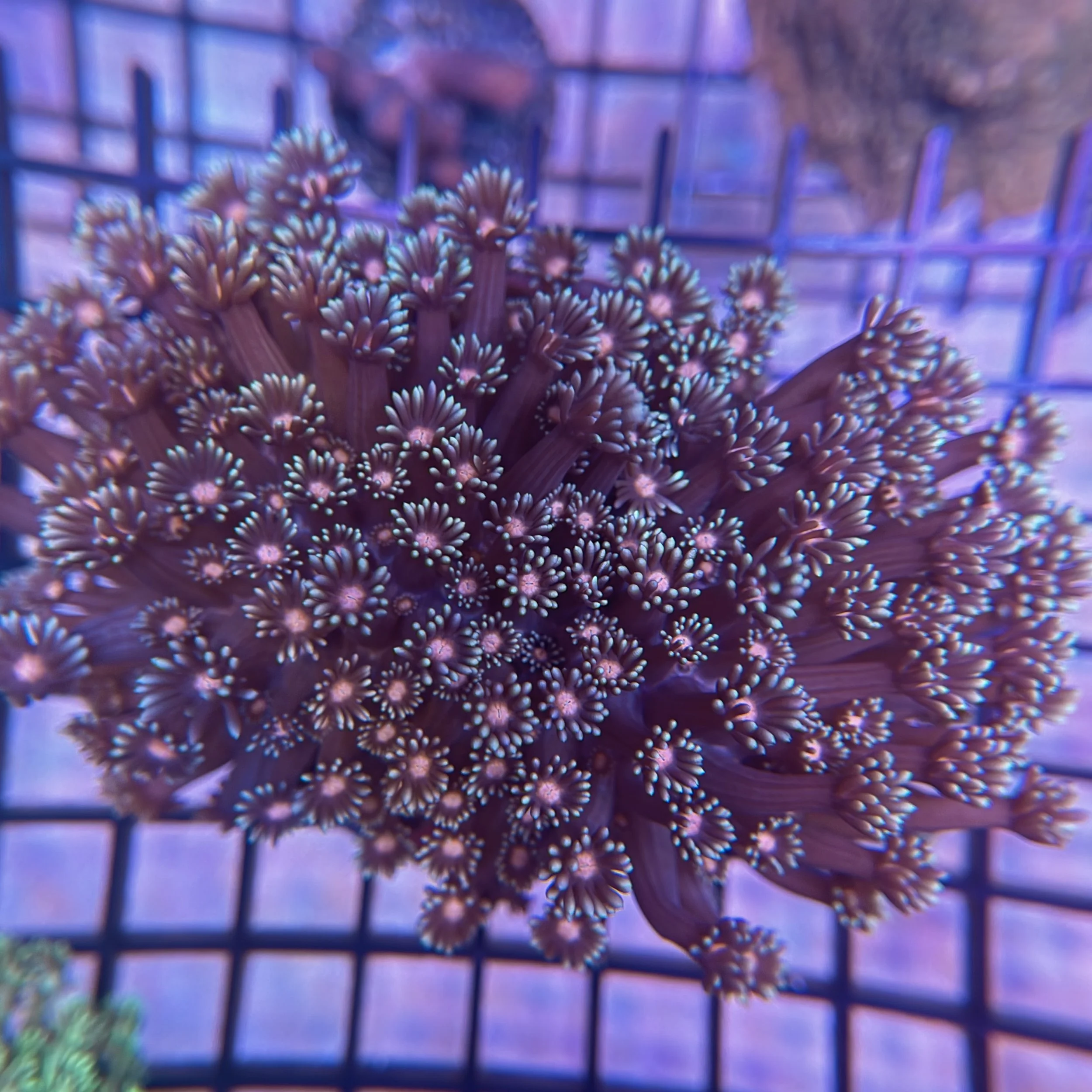 Pink Wink Large Goniopora