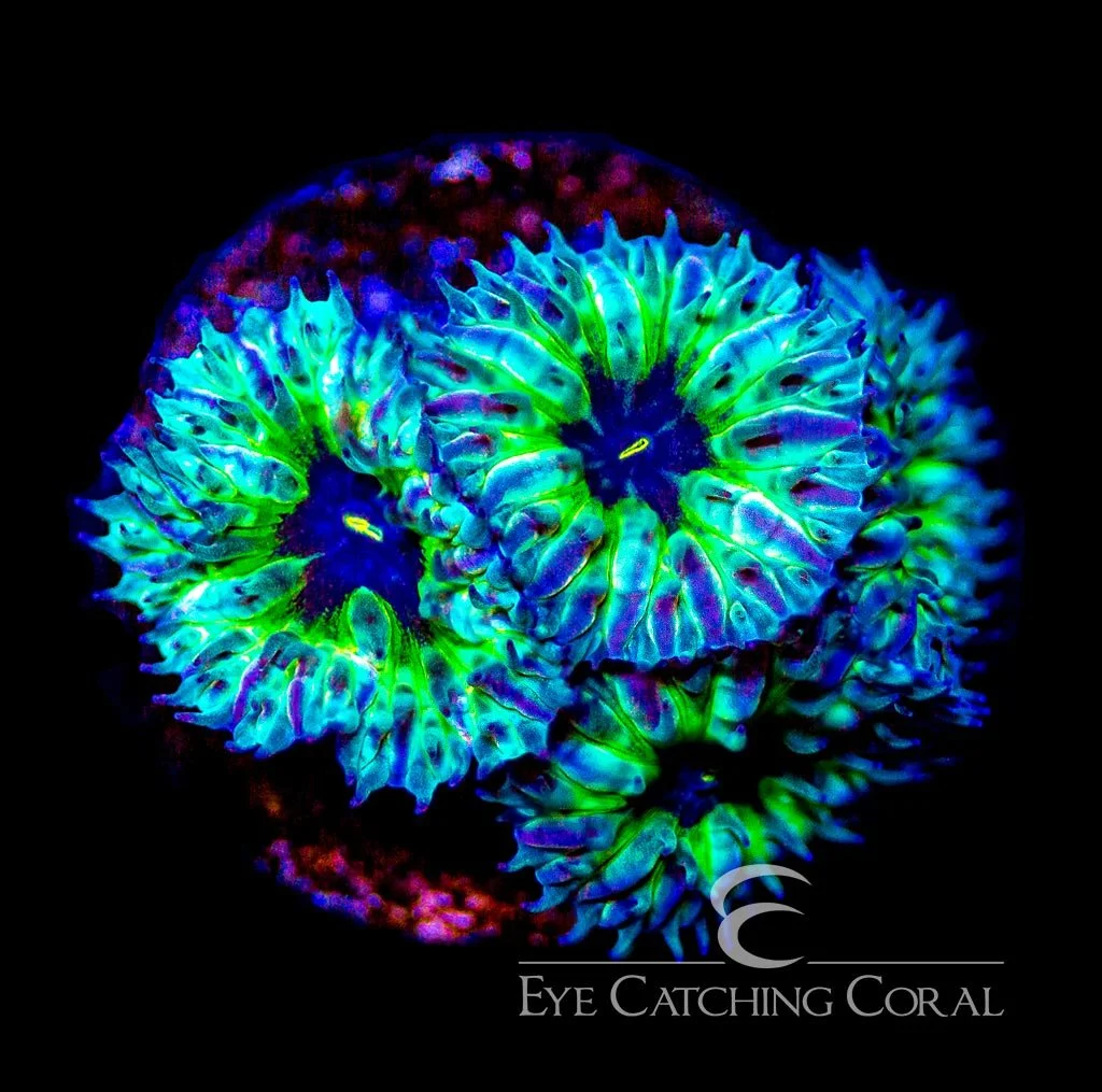 ECC Starry Night Merletti Frag — Special Order [AC864]