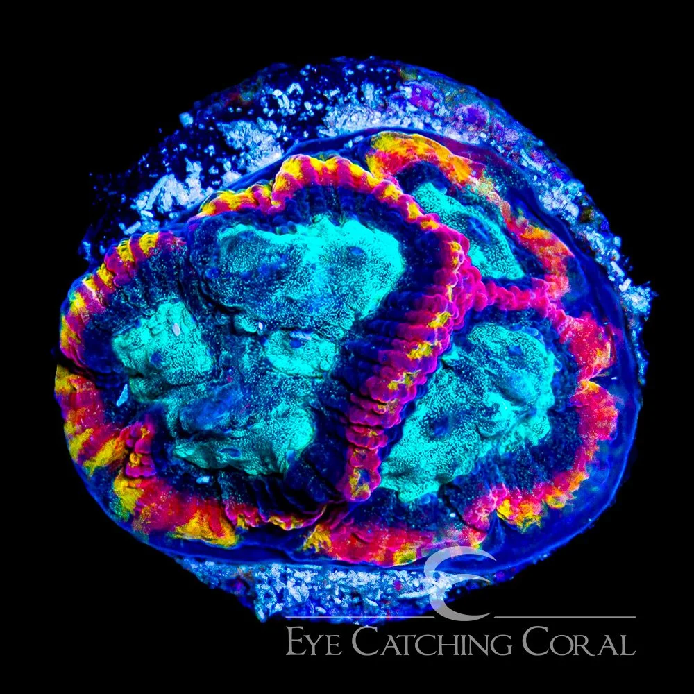 ECC Jive Time Favia Frag — Special Order [AC994]