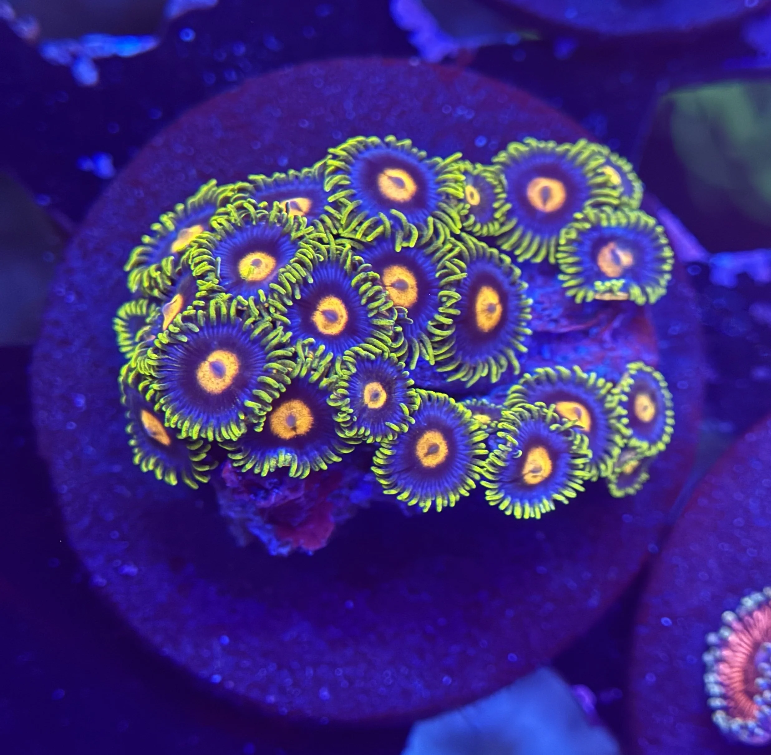 Assorted Zoa Frag 001