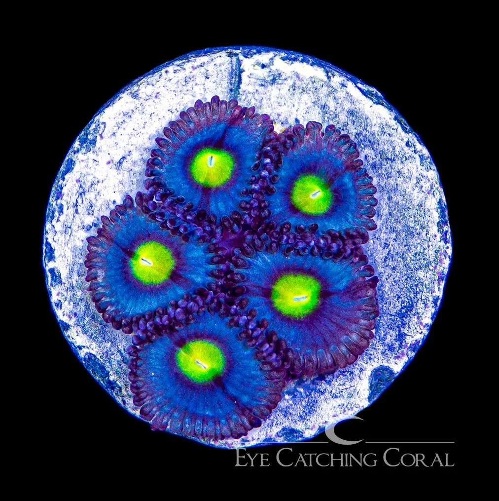 ECC Alien Eye Zoanthid Frag (4+ Polyp Average) — Special Order [AC3]