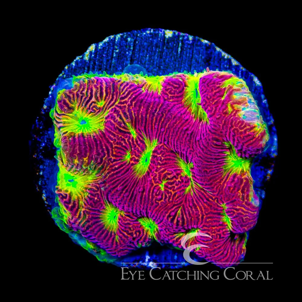 ECC Solar Flare Leptoseris Frag — Special Order [AC1139]