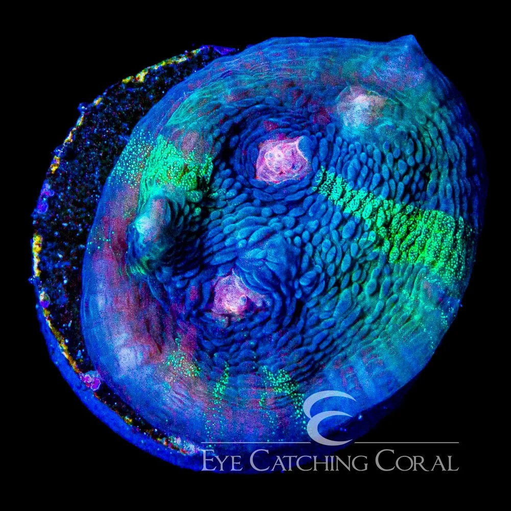 ECC Quantum Leap Chalice Frag — Special Order [AC1054]