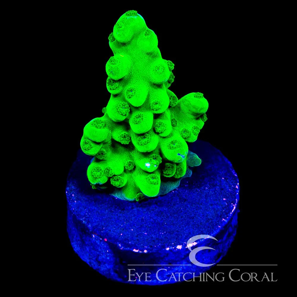 ECC Frog Skin Acropora Frag — Special Order [AC1178]