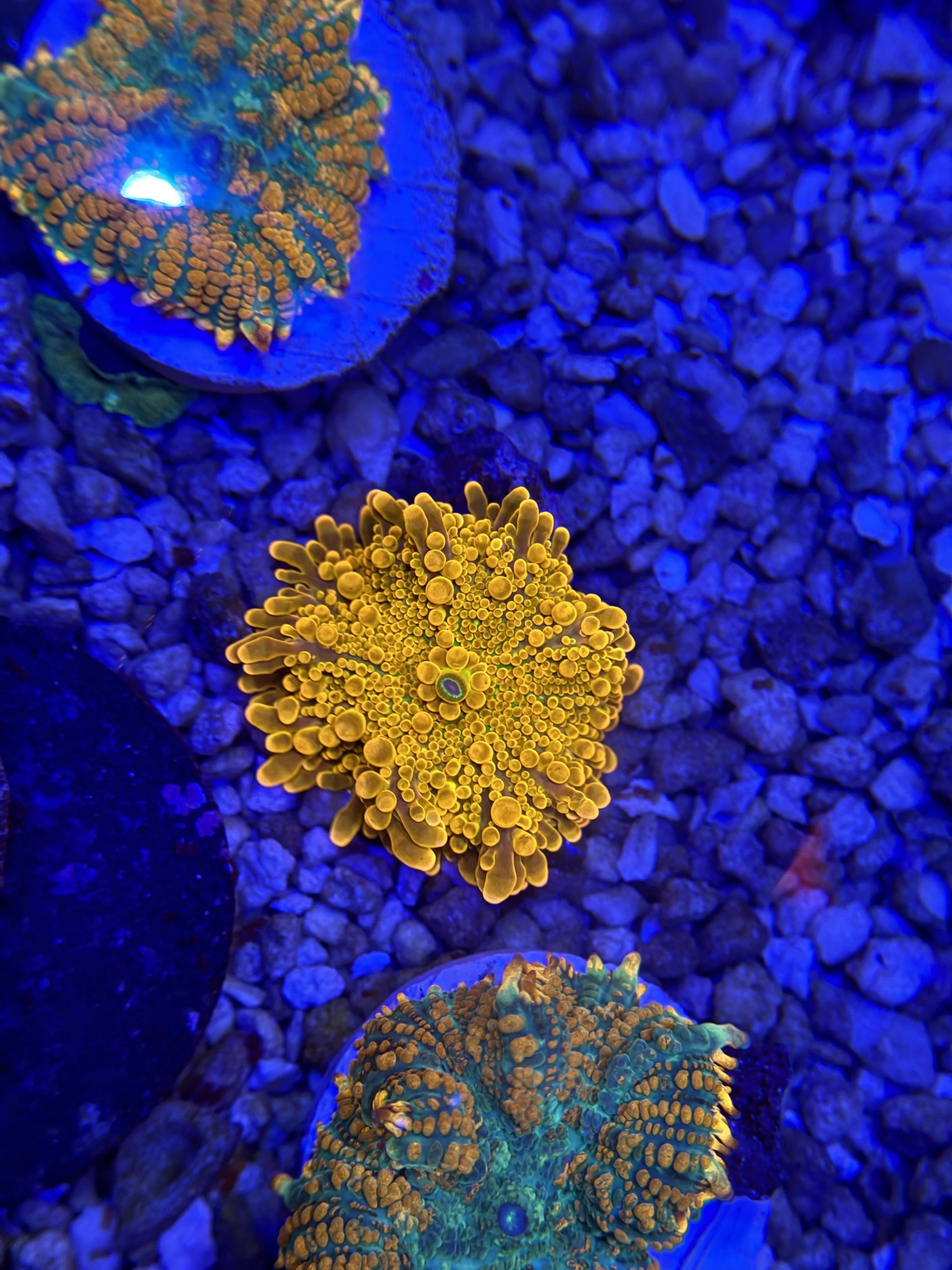 Magma Yuma Mushroom