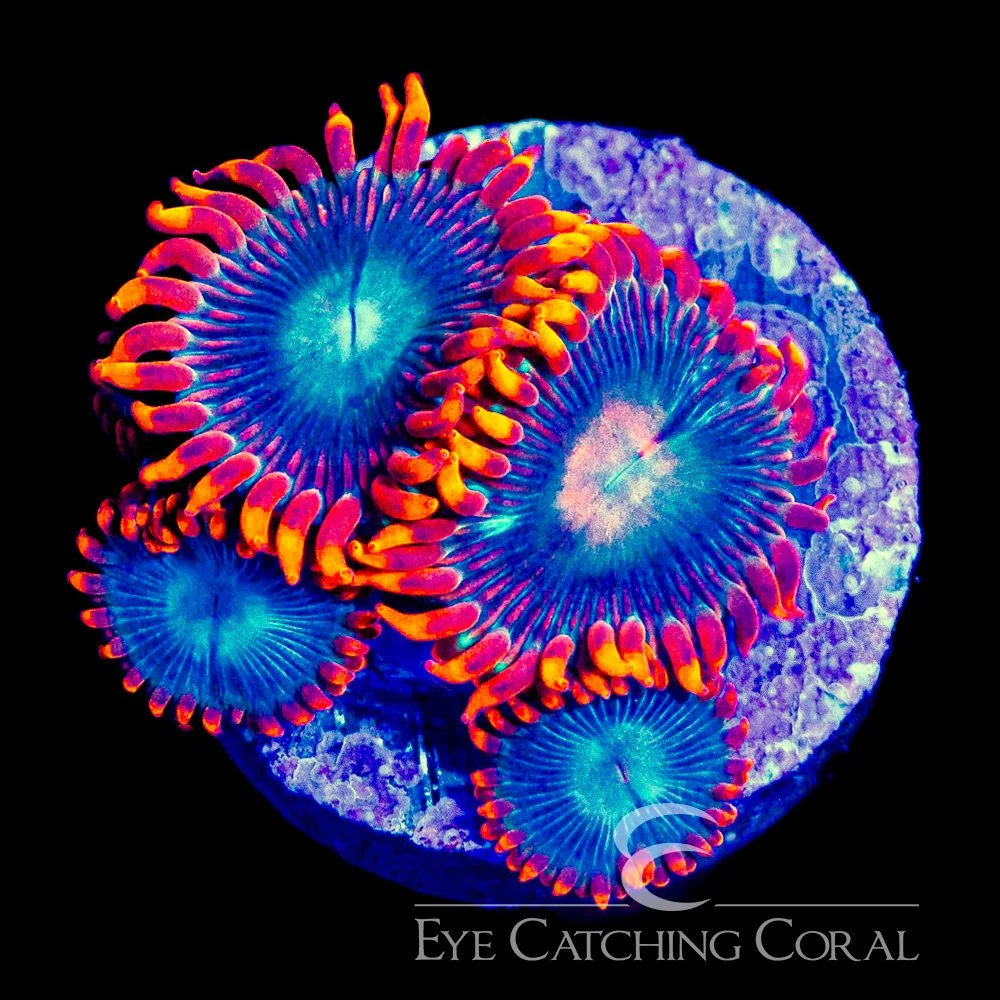 ECC Blue Flame Zoanthid Frag (Big Polyp Zoa) (4+ polyp average) — Special Order [AC1091]