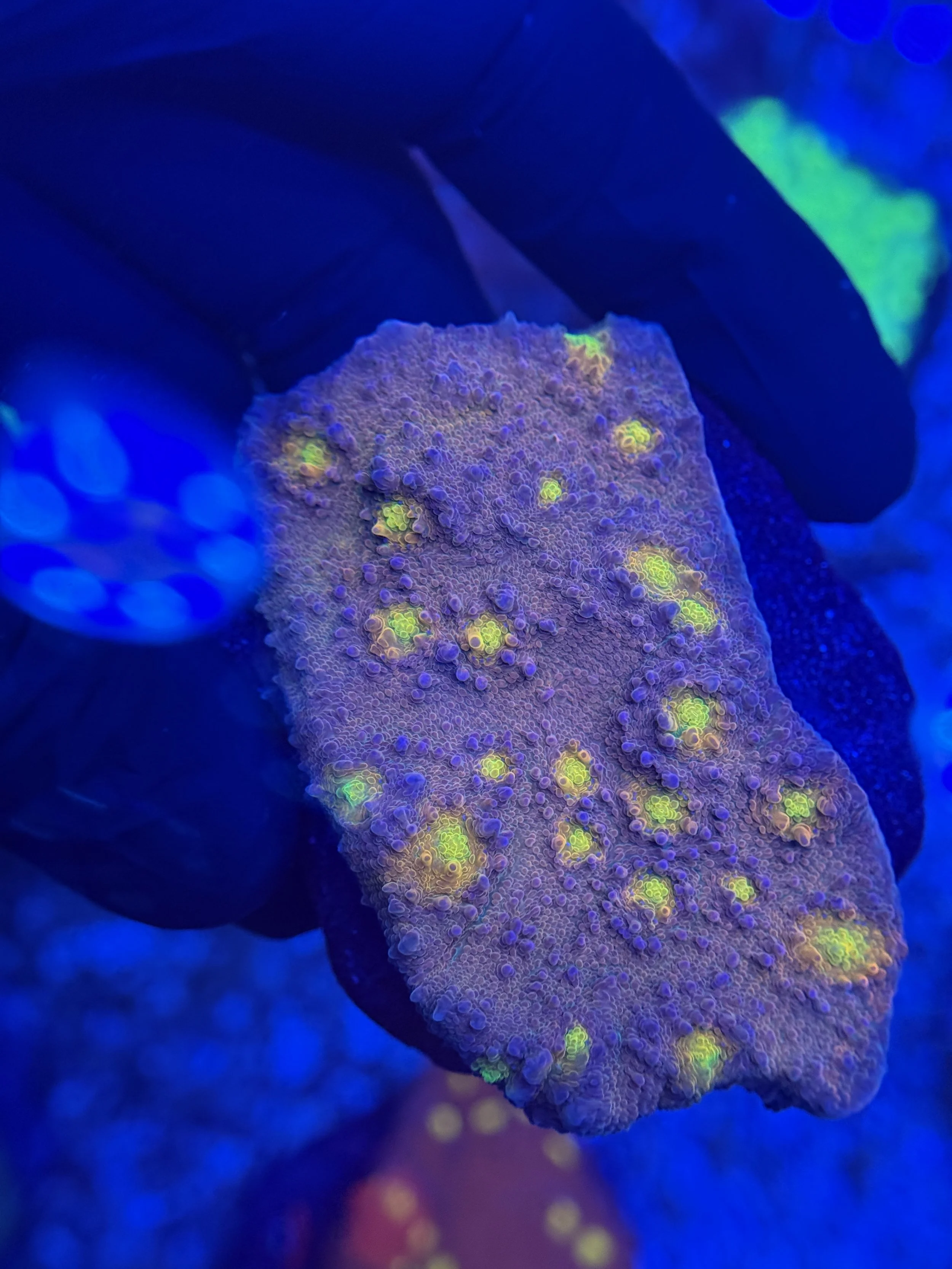 Chalice Mini Colony 007
